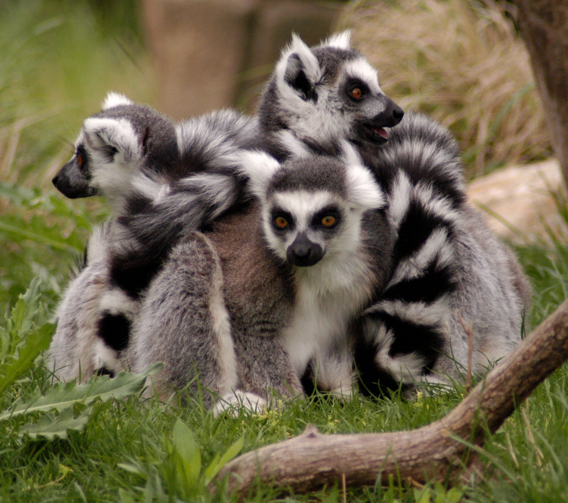 Lemur 1815x1605