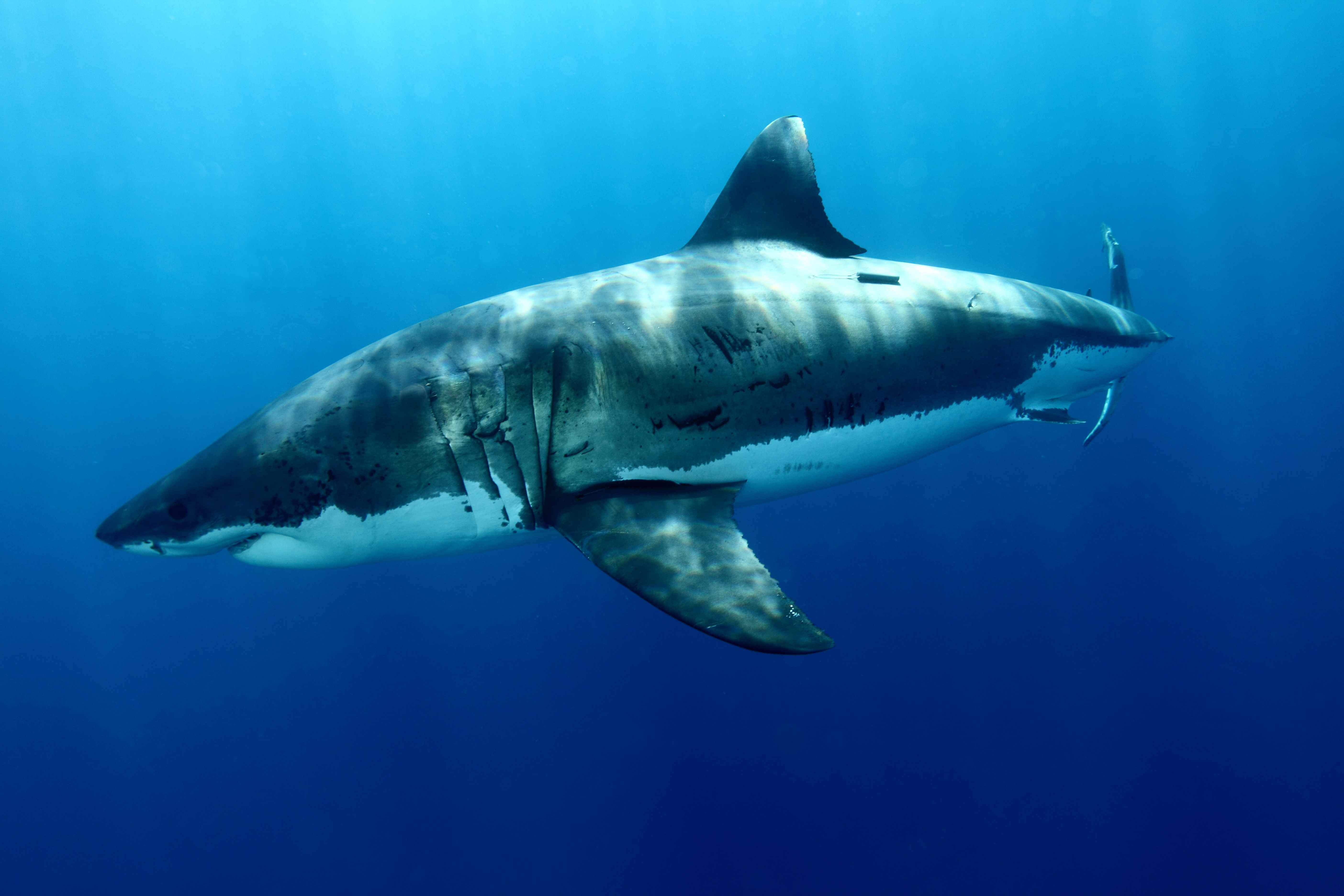 Animal Great White Shark 5616x3744