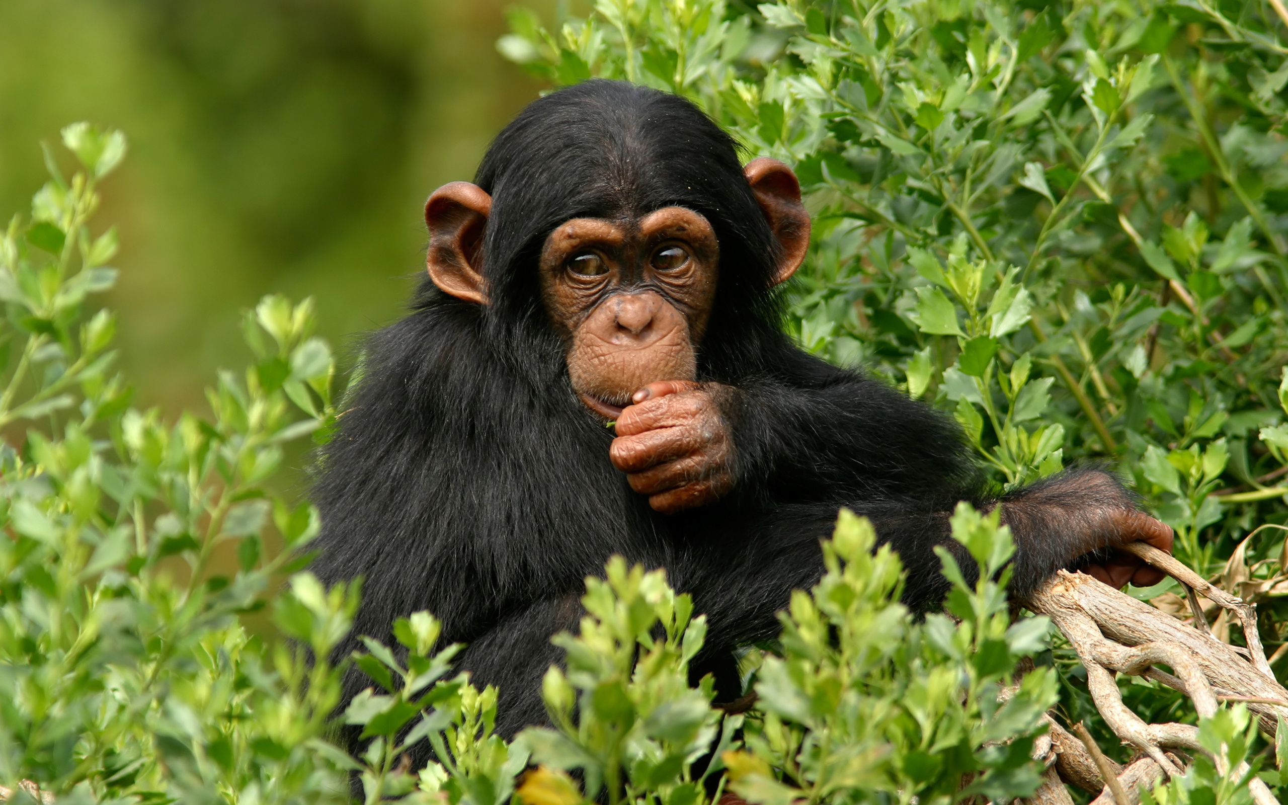 Animal Chimpanzee 2560x1600