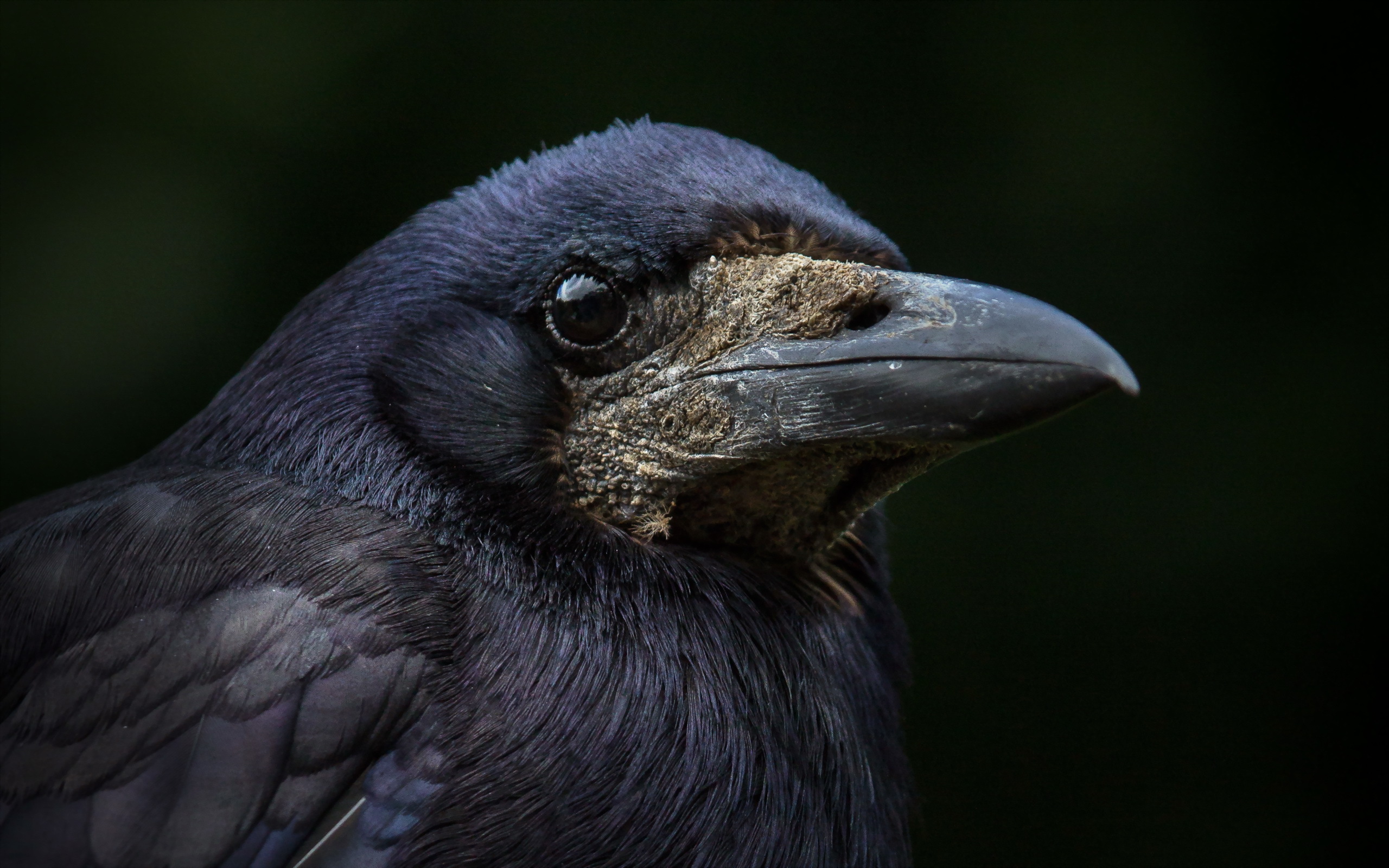 Beak Bird Crow 2560x1600