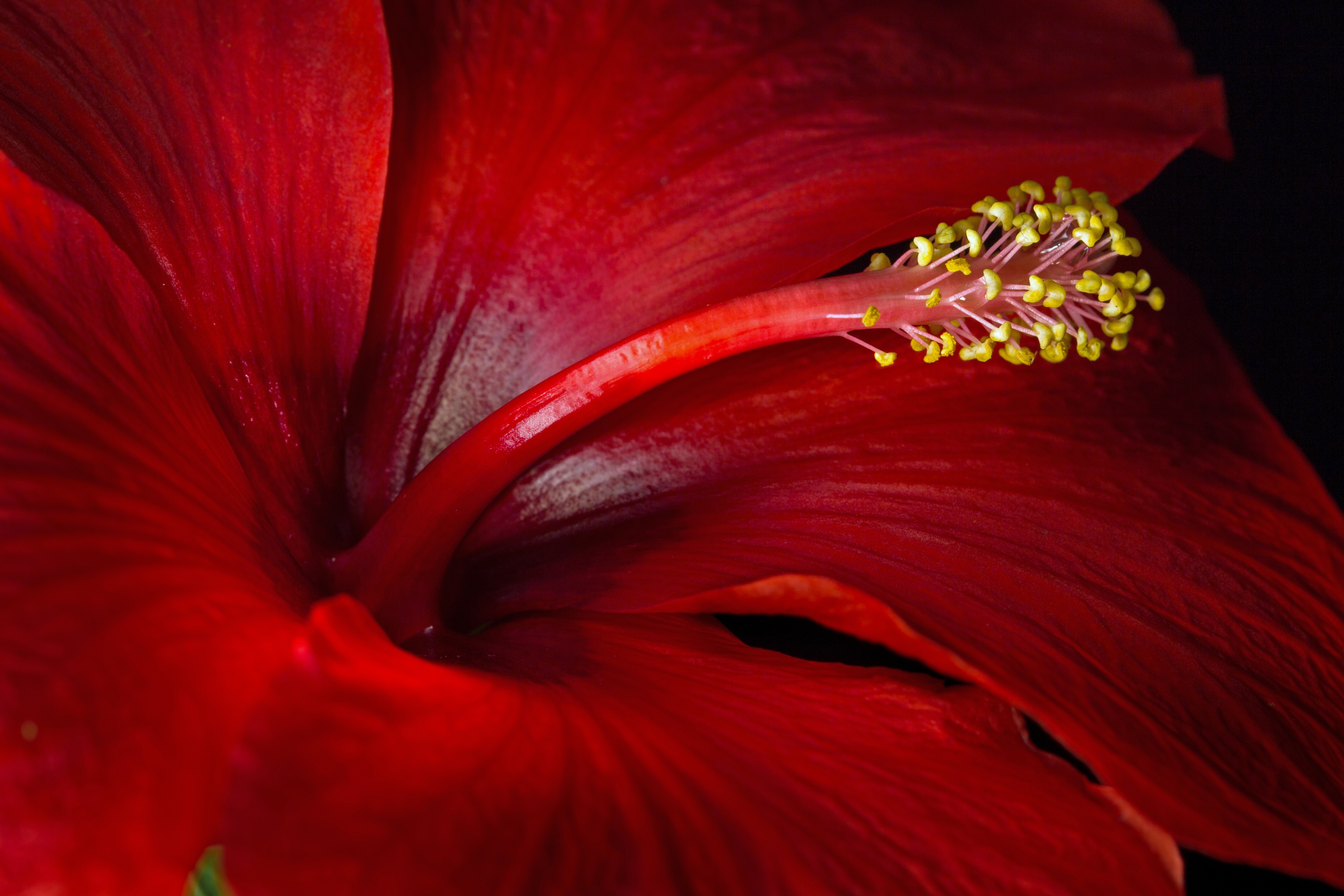 Flower Hibiscus Macro Red Flower 3600x2400