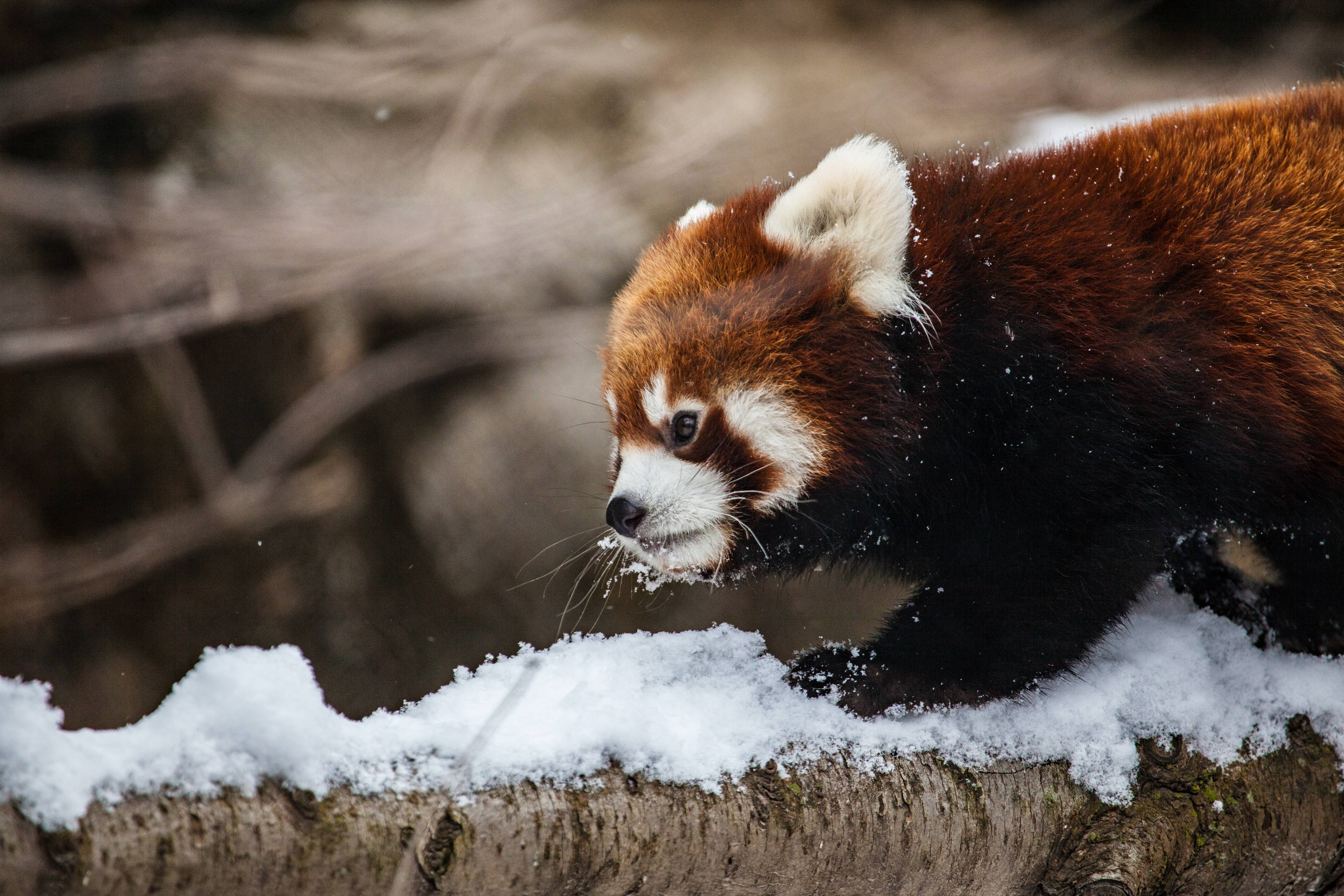 Chicago Red Panda Zoo 5616x3744