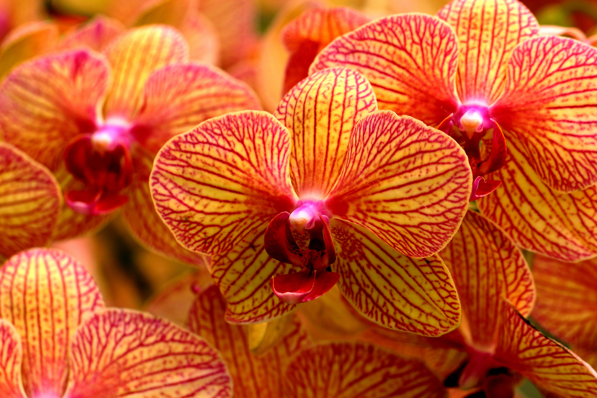 Close Up Flower Orange Flower Orchid 2048x1365