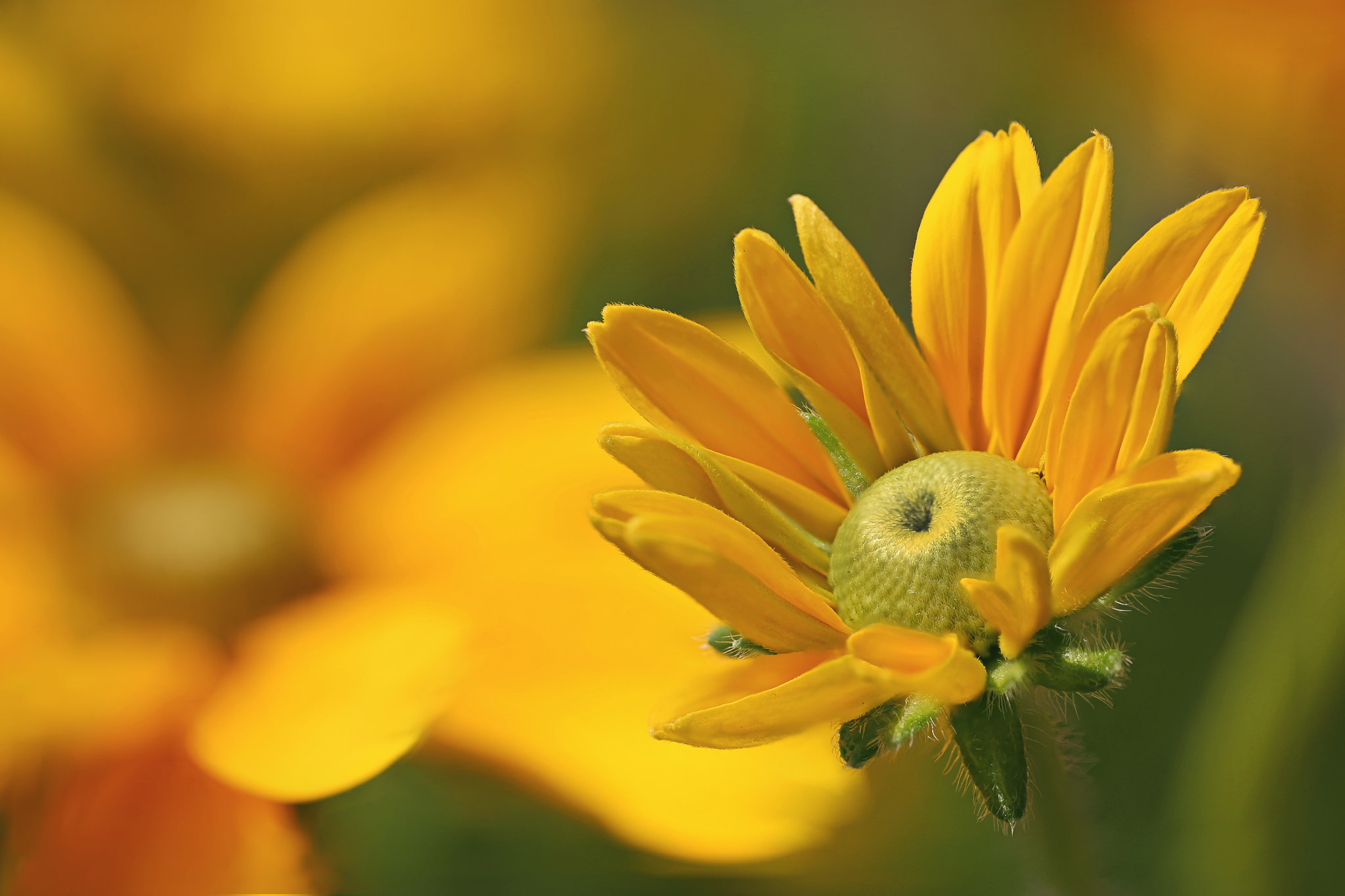 Black Eyed Susan Blur Close Up Flower Nature Yellow Flower 2048x1365