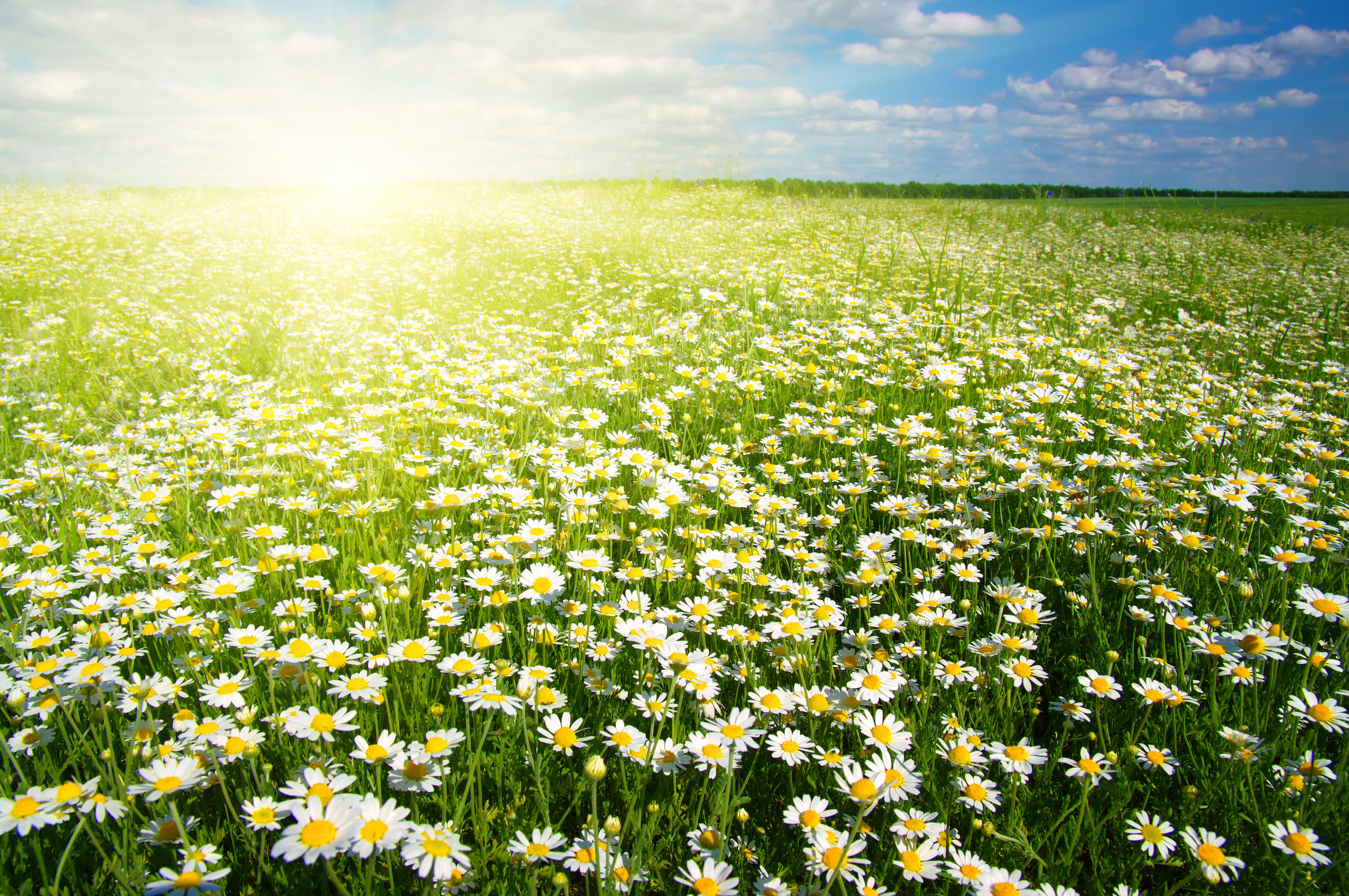 Camomile Earth Field Flower Spring Sun Sunshine White Flower 6020x4000