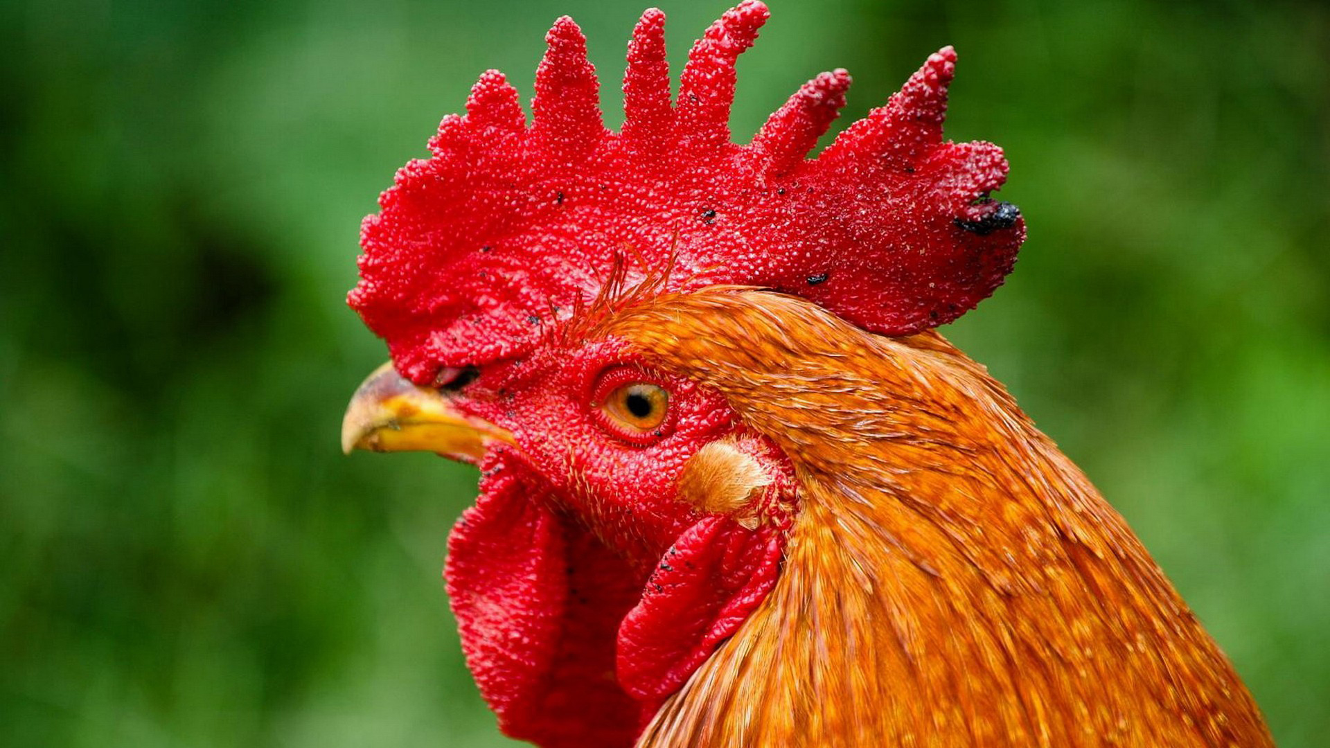 Animal Rooster 1920x1080