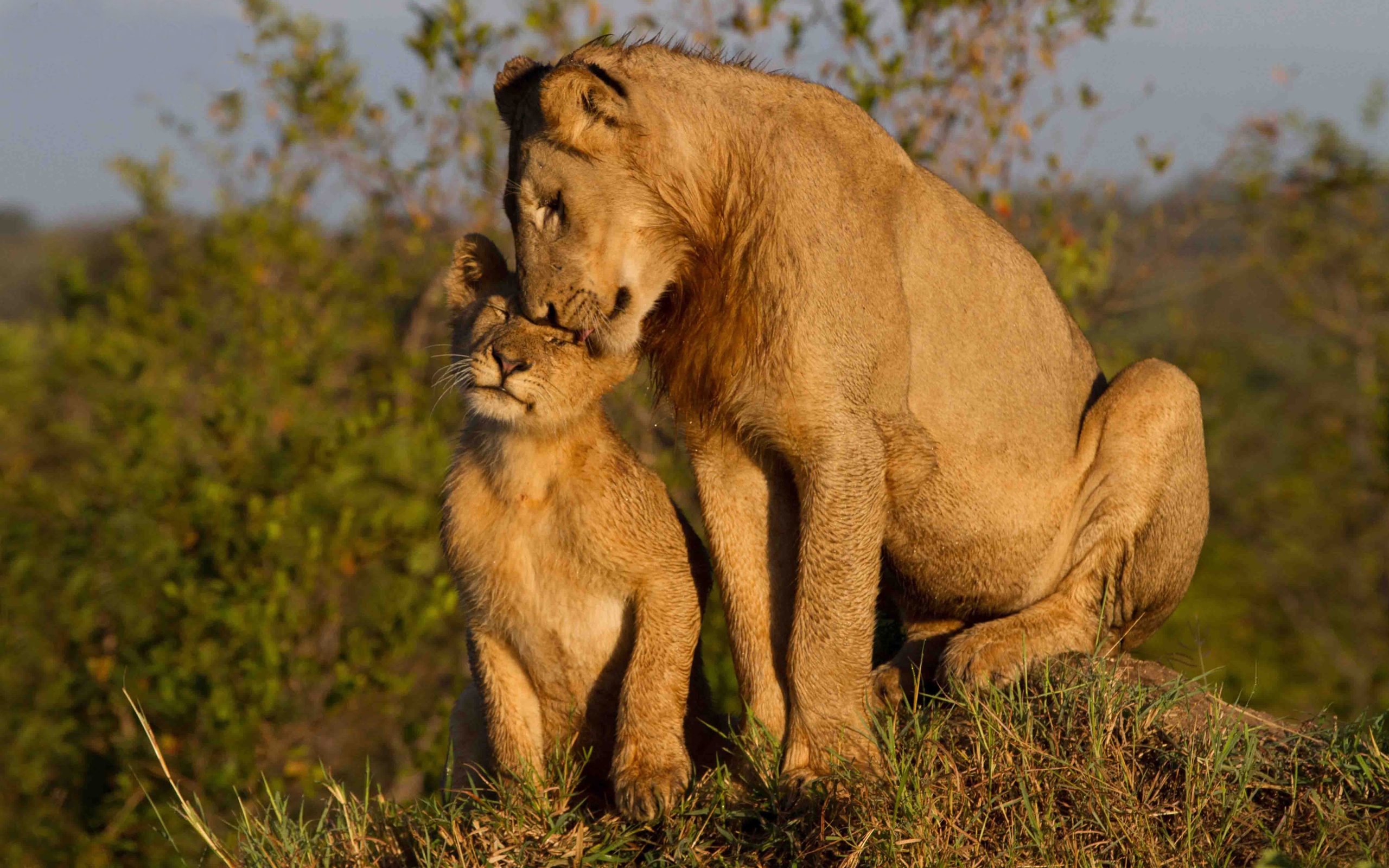 Animal Cub Lion Lioness 2560x1600