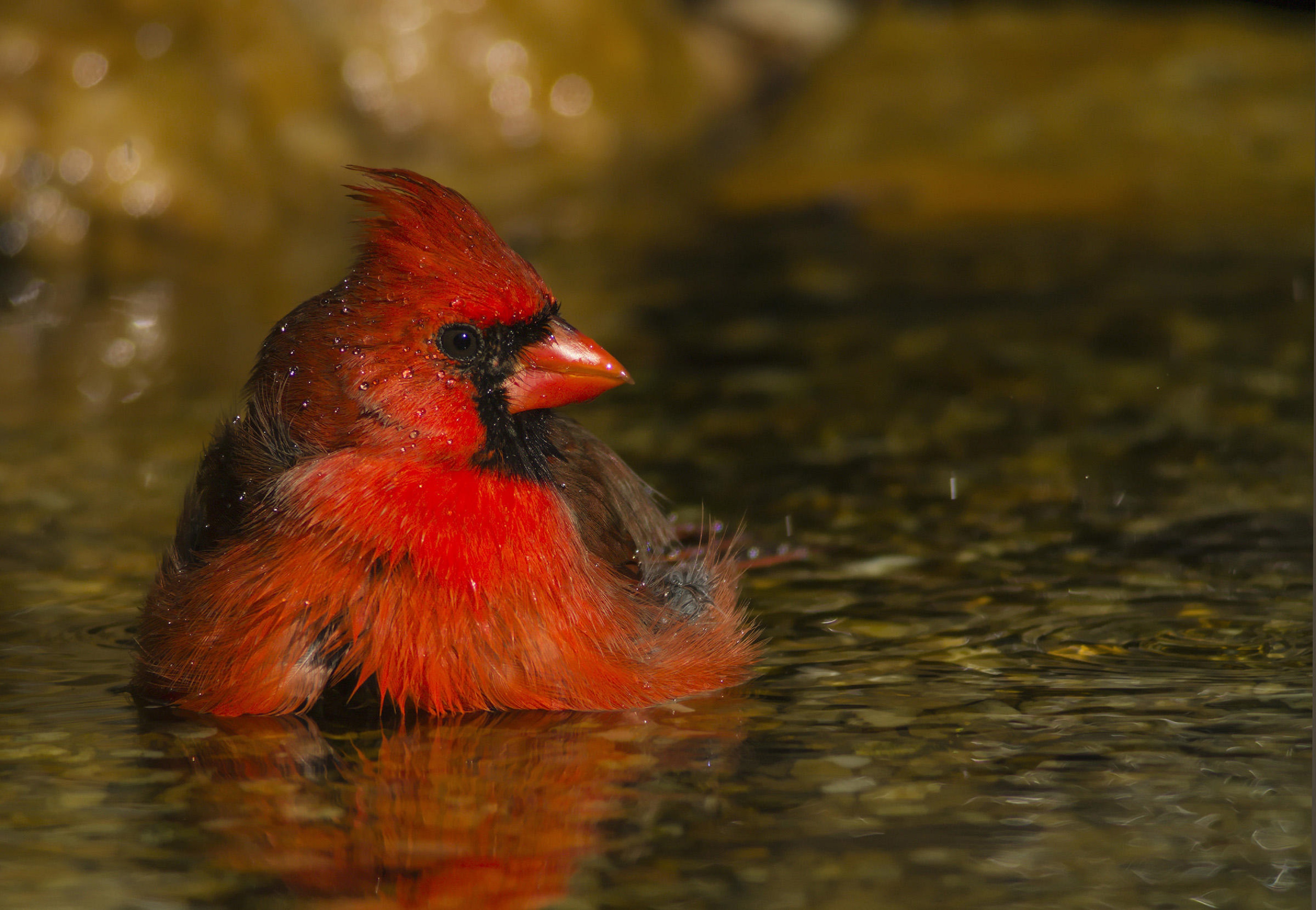 Animal Northern Cardinal 3600x2488
