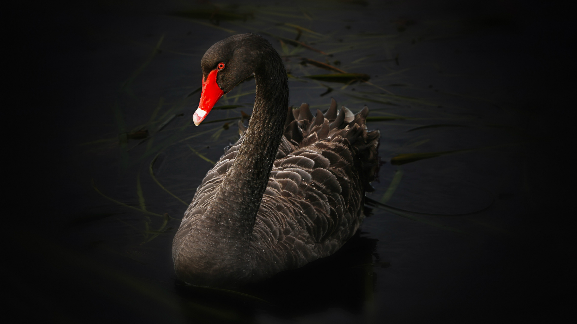 Animal Black Swan Swan 1920x1080