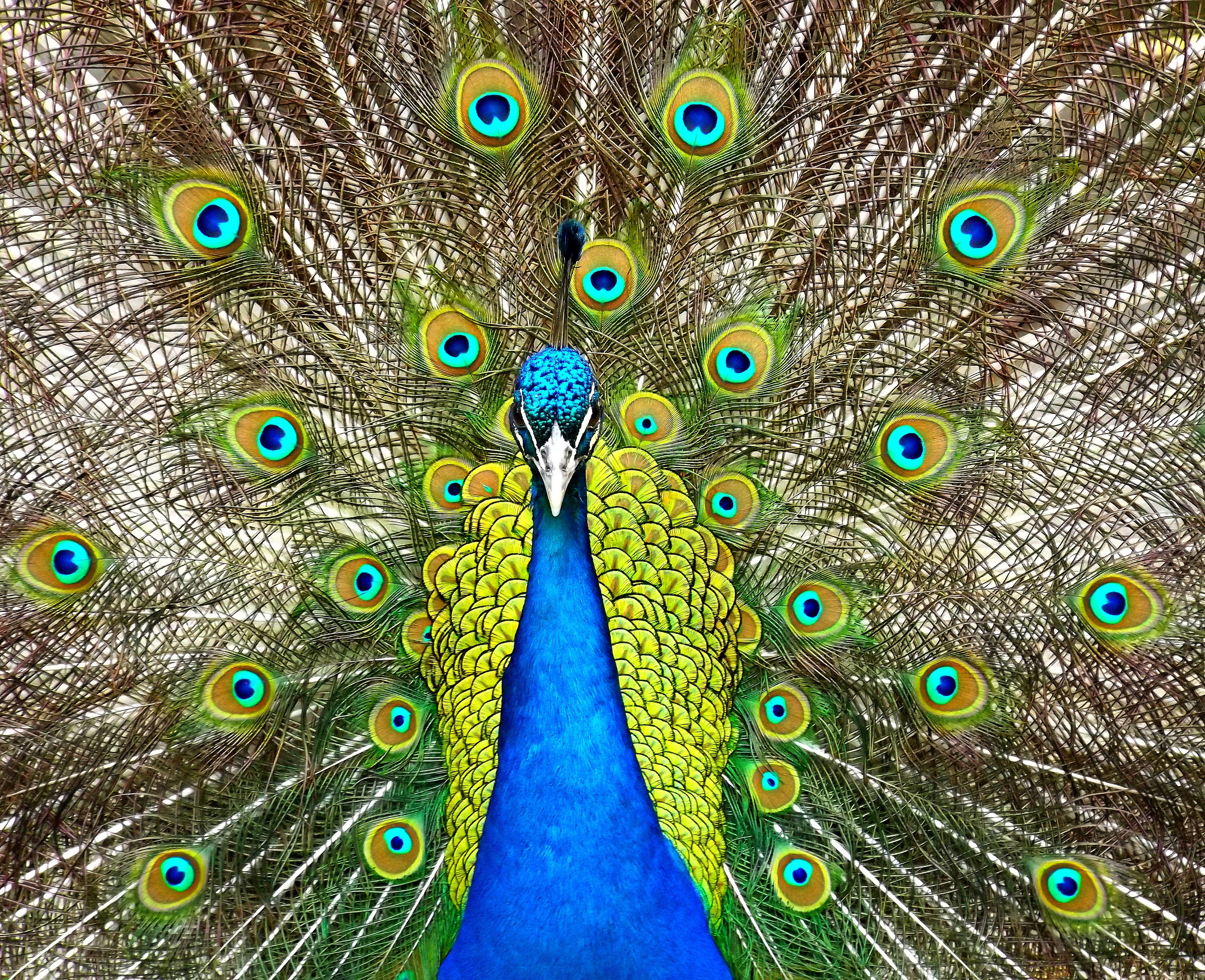 Bird Colorful Feather Peacock 4247x3456