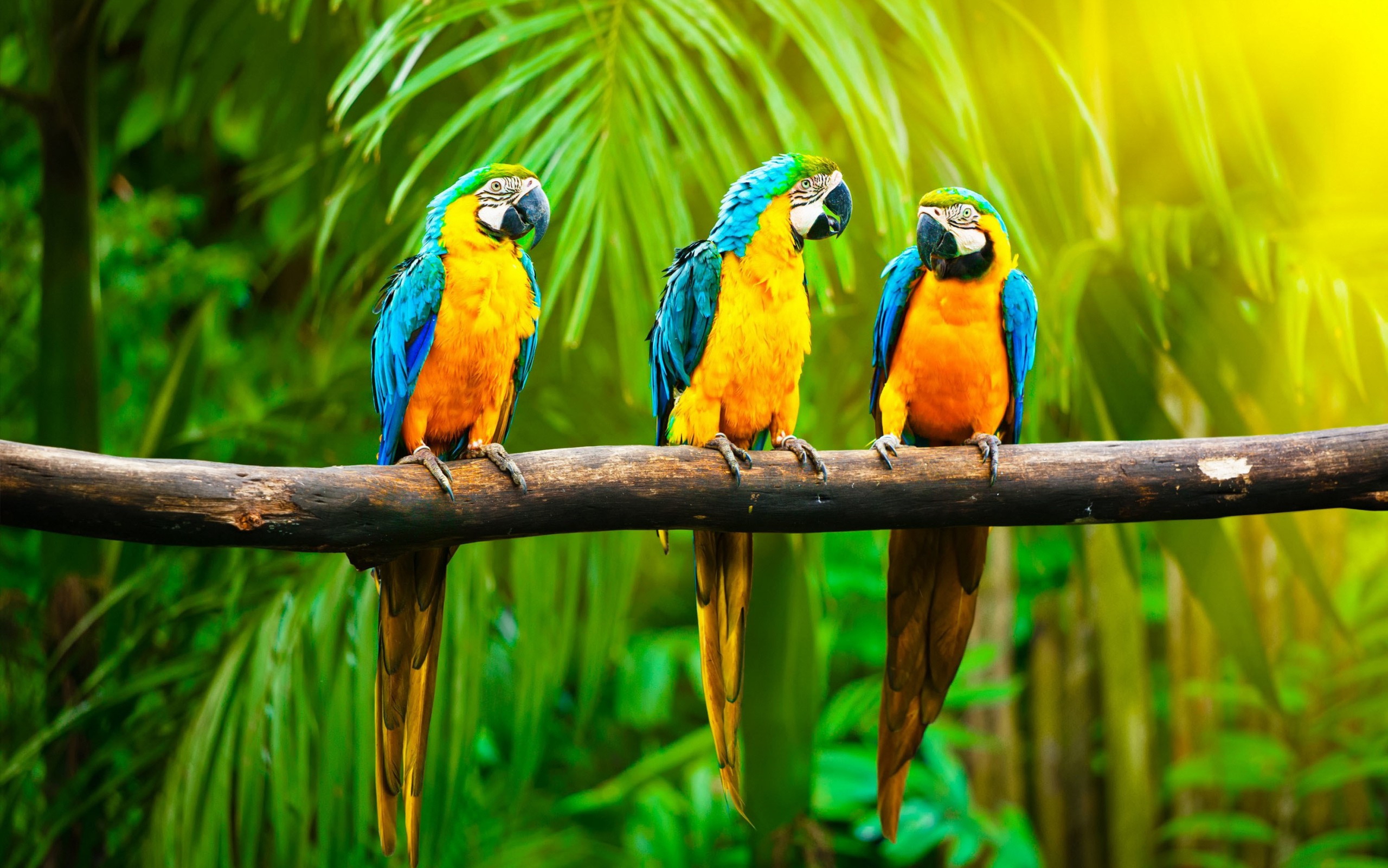 Animal Blue And Yellow Macaw 2560x1600