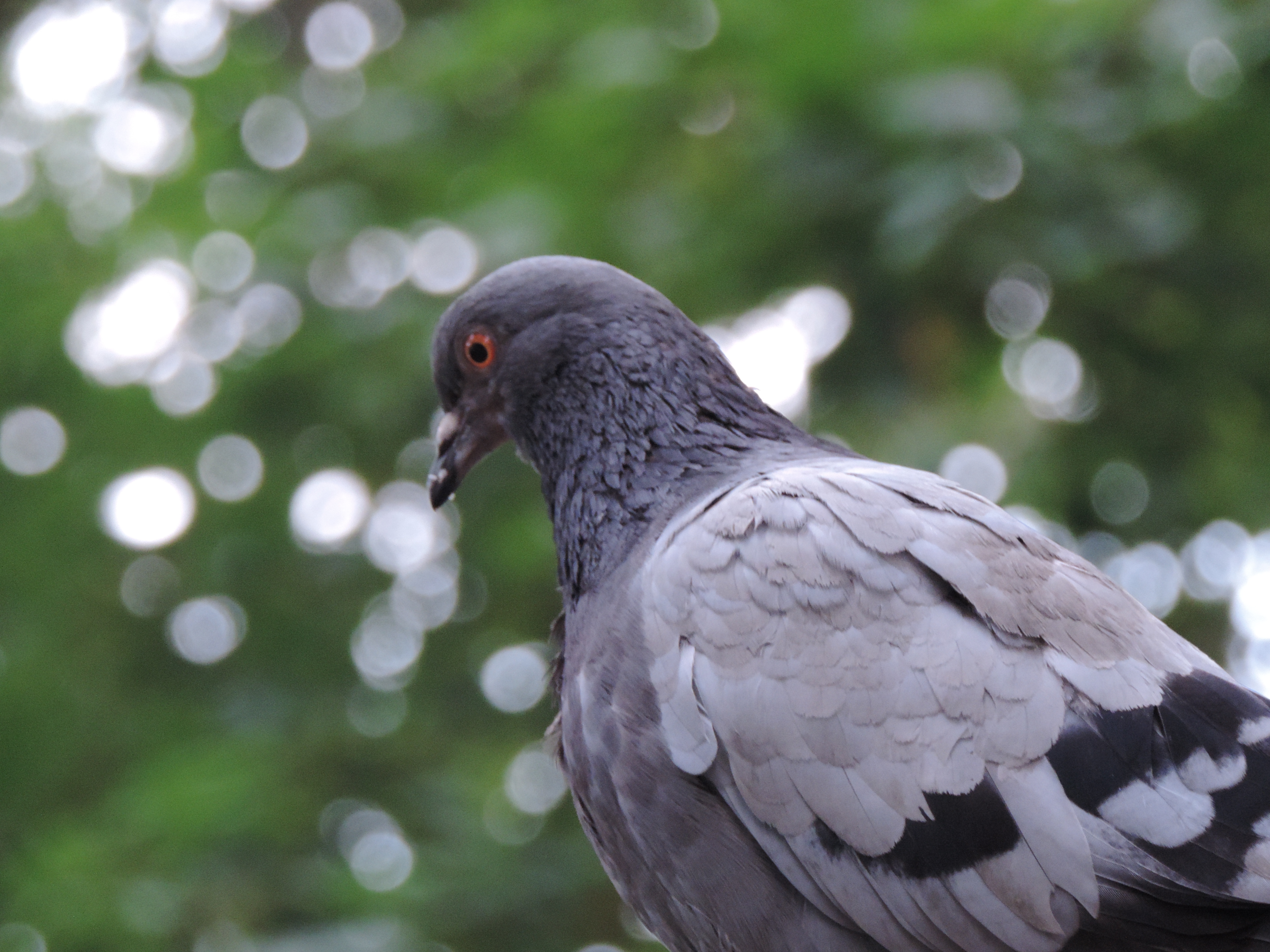 Animal Pigeon 4896x3672