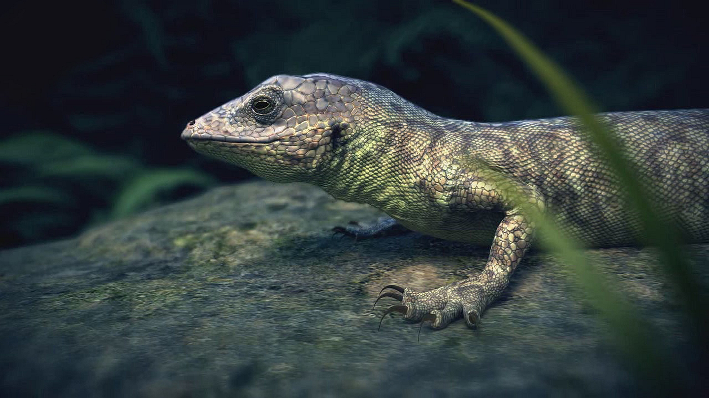 Animal Lizard 1440x810