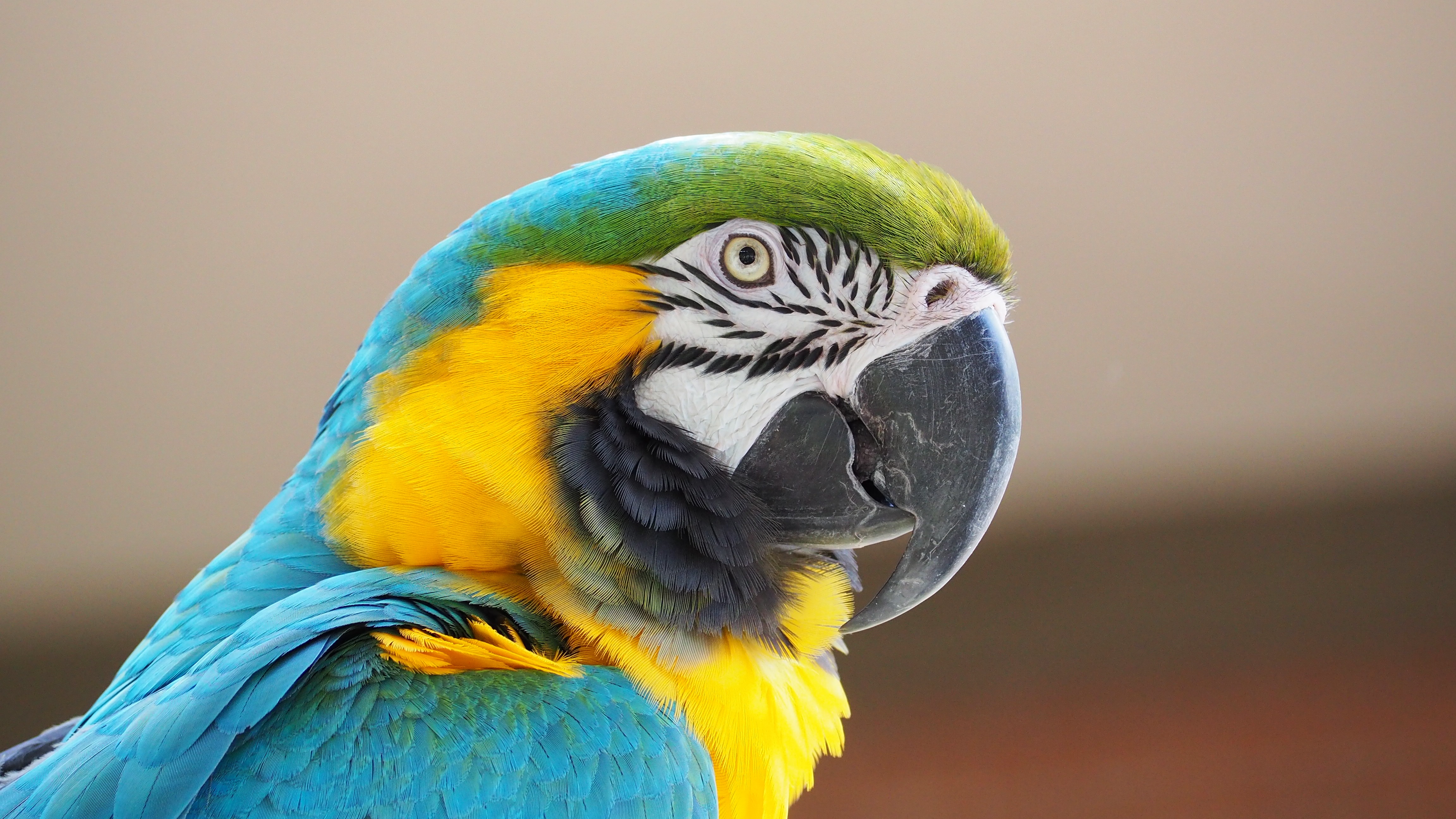 Animal Bird Close Up Macaw Parrot 4608x2592