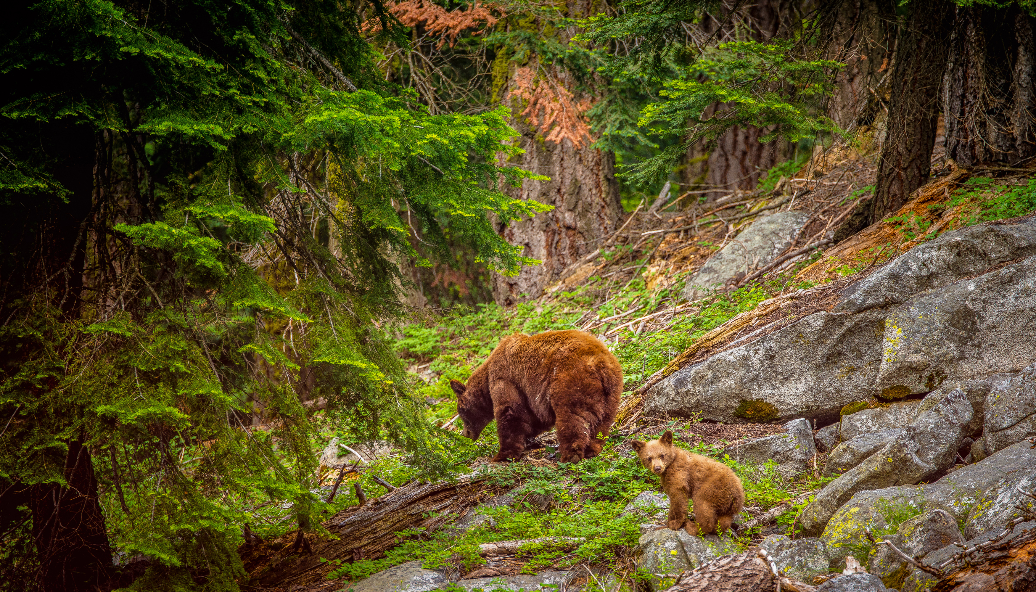 Bear Brown Bear Cub Forest Sequoia National Park 3500x2000