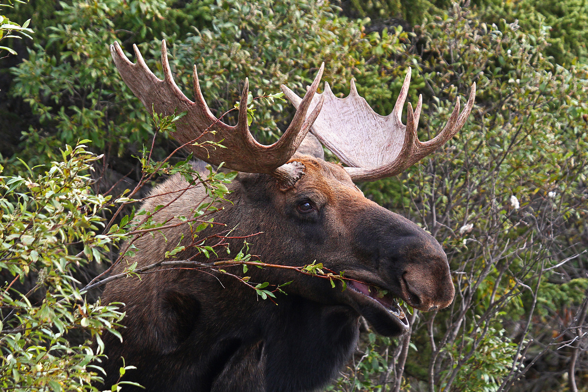 Animal Moose 2048x1367