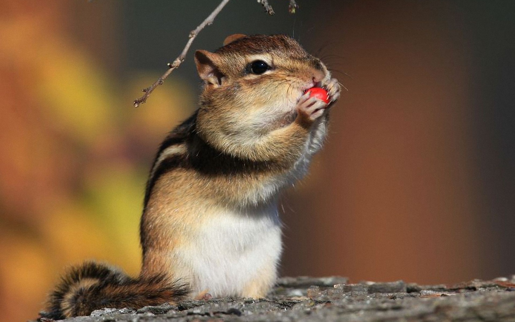 Animal Chipmunk 1680x1050