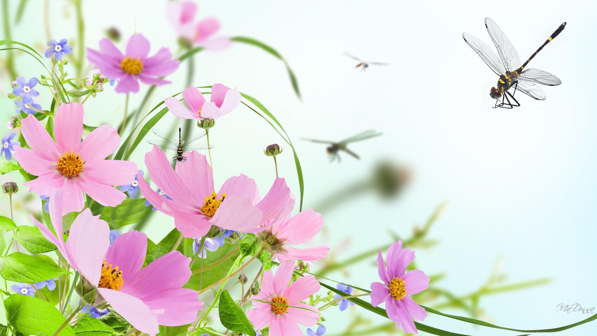 Dragonfly Pink Flower 1920x1080