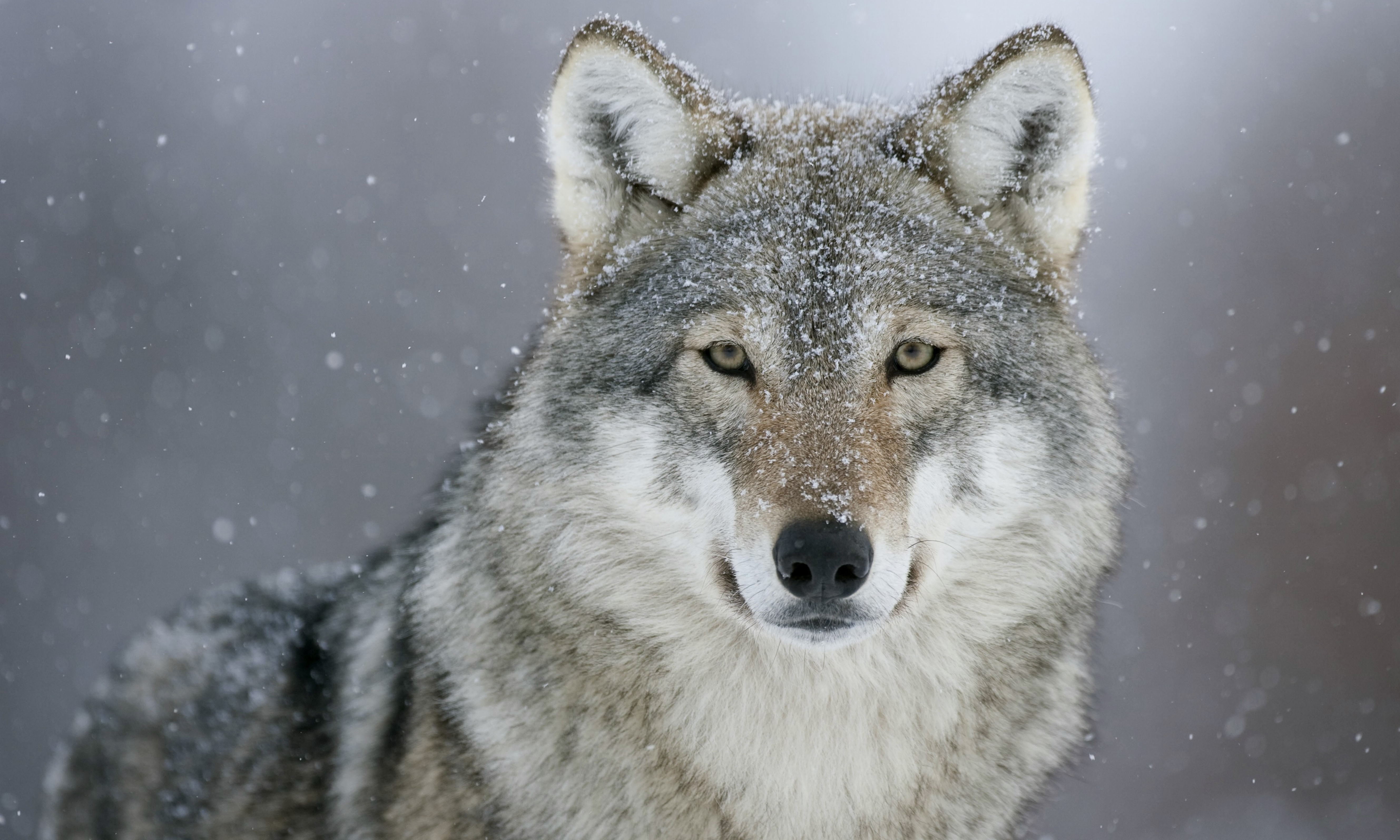 Gray Wolf Snow Wolf 5315x3190