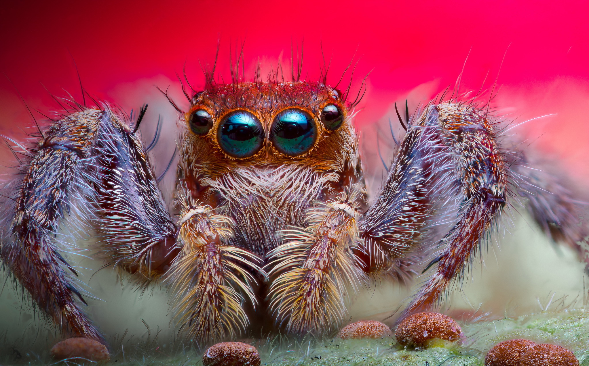 Jumping Spider 2046x1274