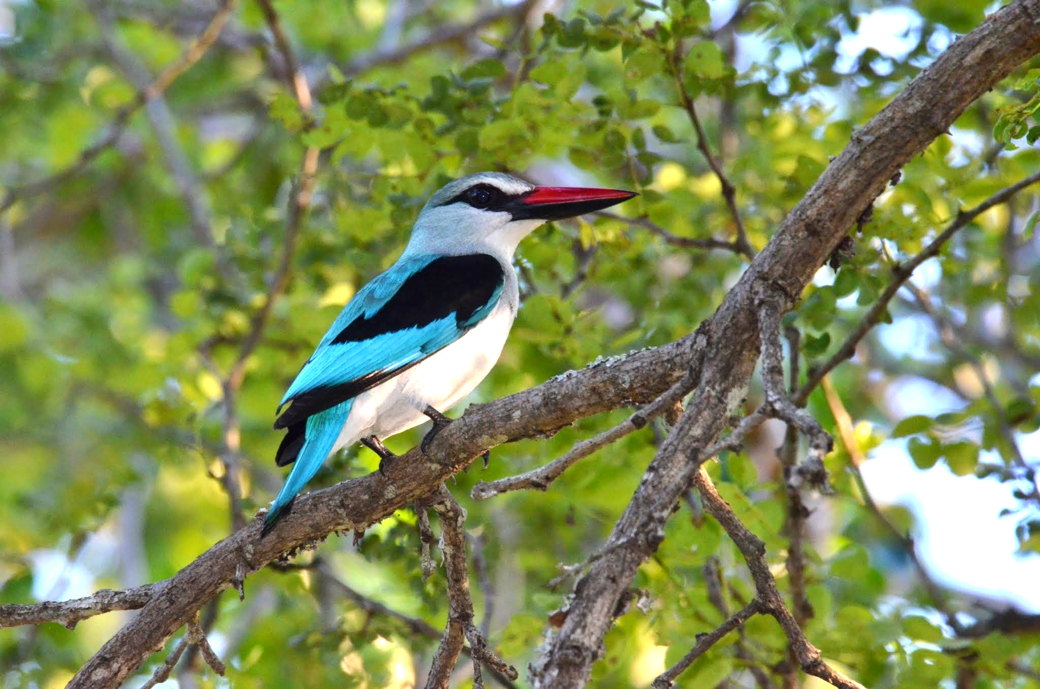 Bird Branch Kingfisher Kruger National Park South Africa Woodland Kingfisher 2048x1357