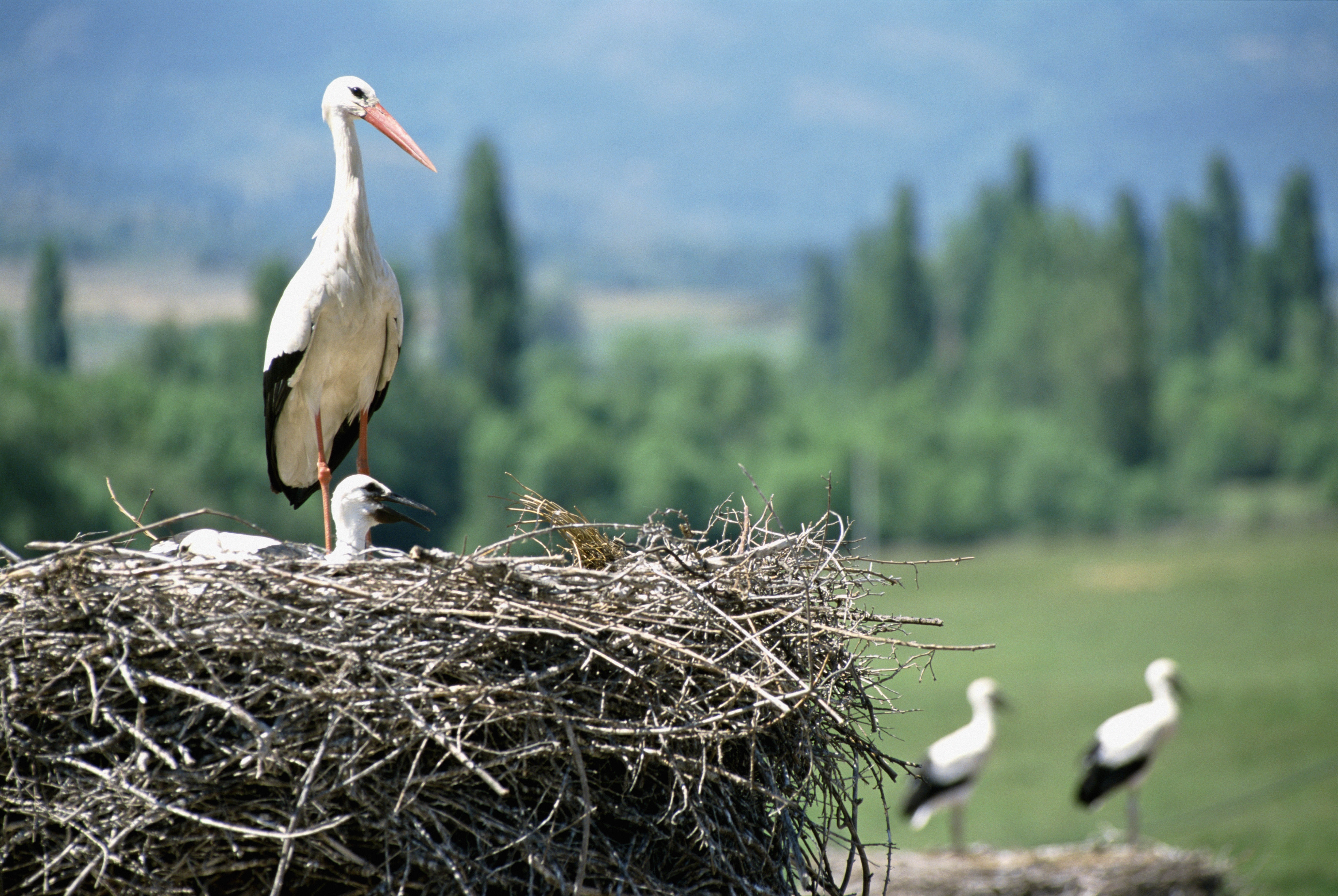Animal White Stork 5005x3352