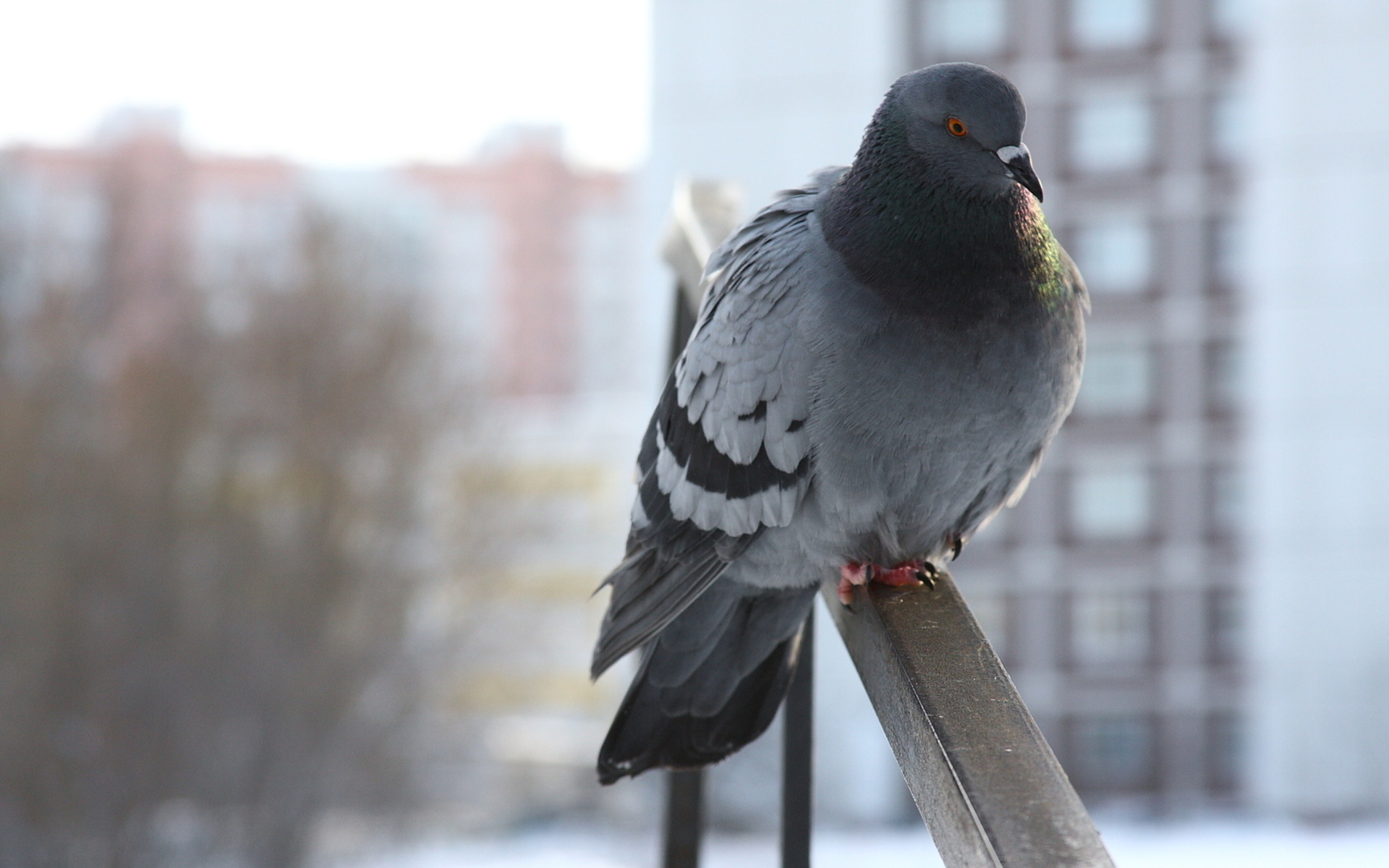 Animal Pigeon 1920x1200