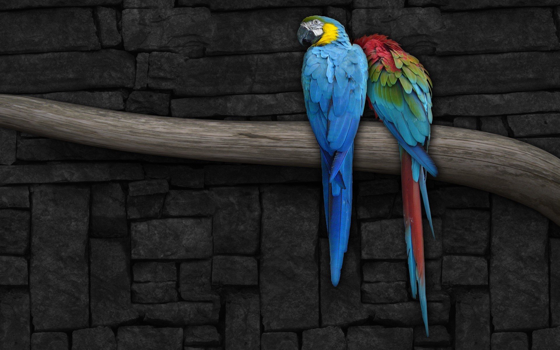 Animal Bird Branch Colorful Colors Macaw 1920x1200