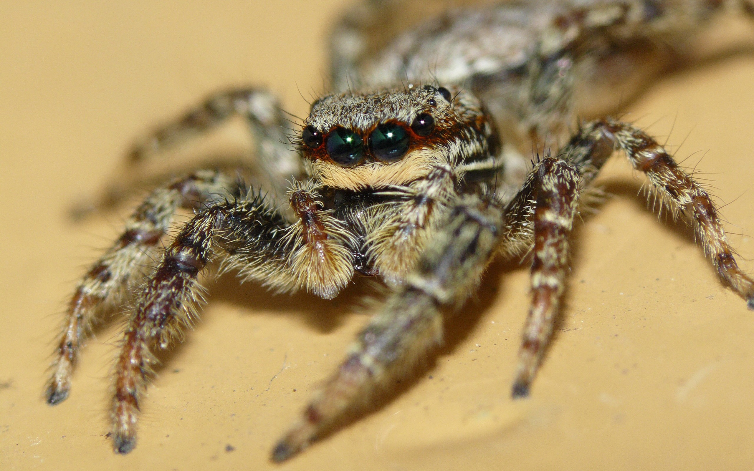 Jumping Spider 2560x1600