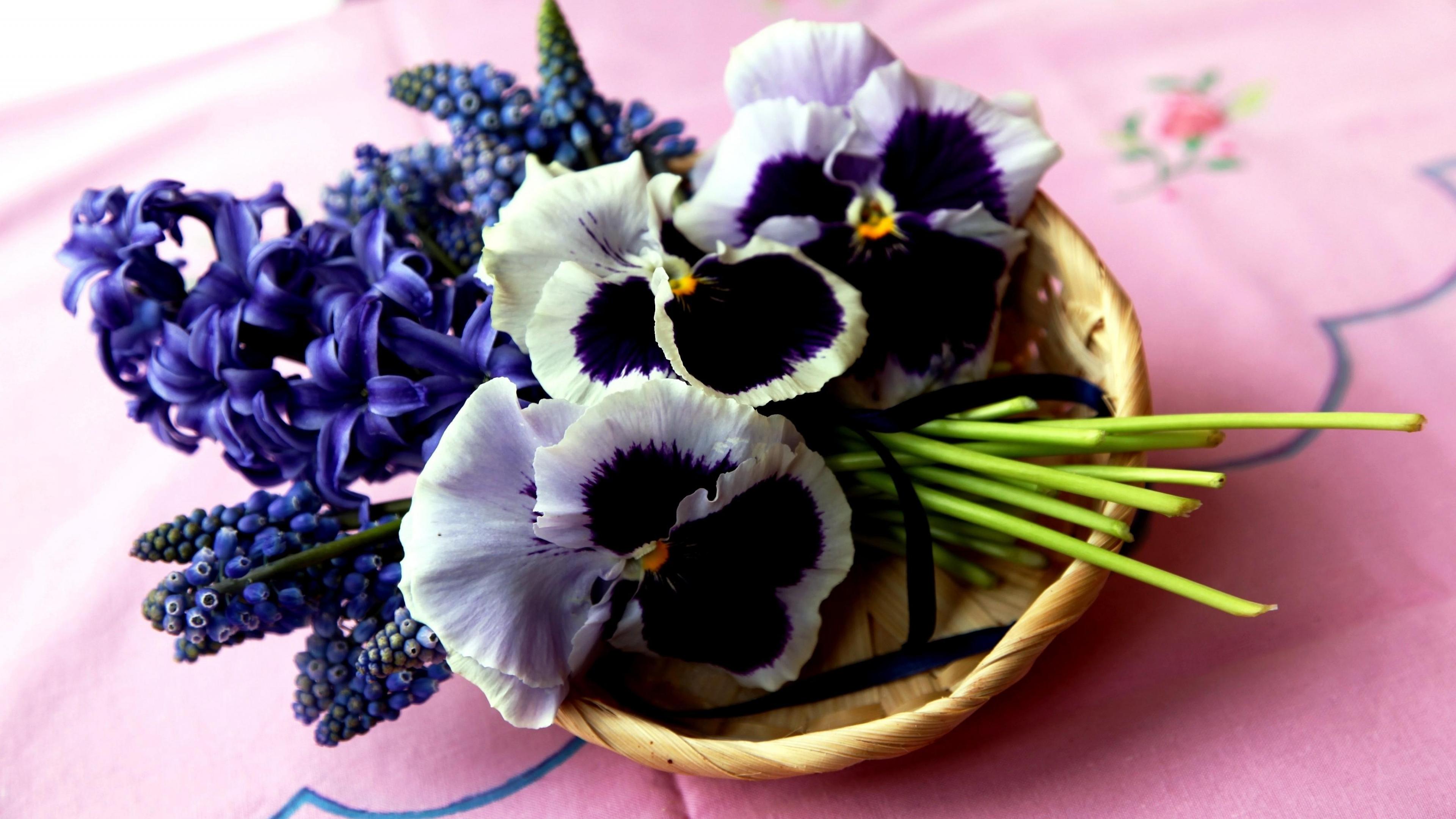Earth Flower Hyacinth Muscari Pansy Purple Flower 3840x2160