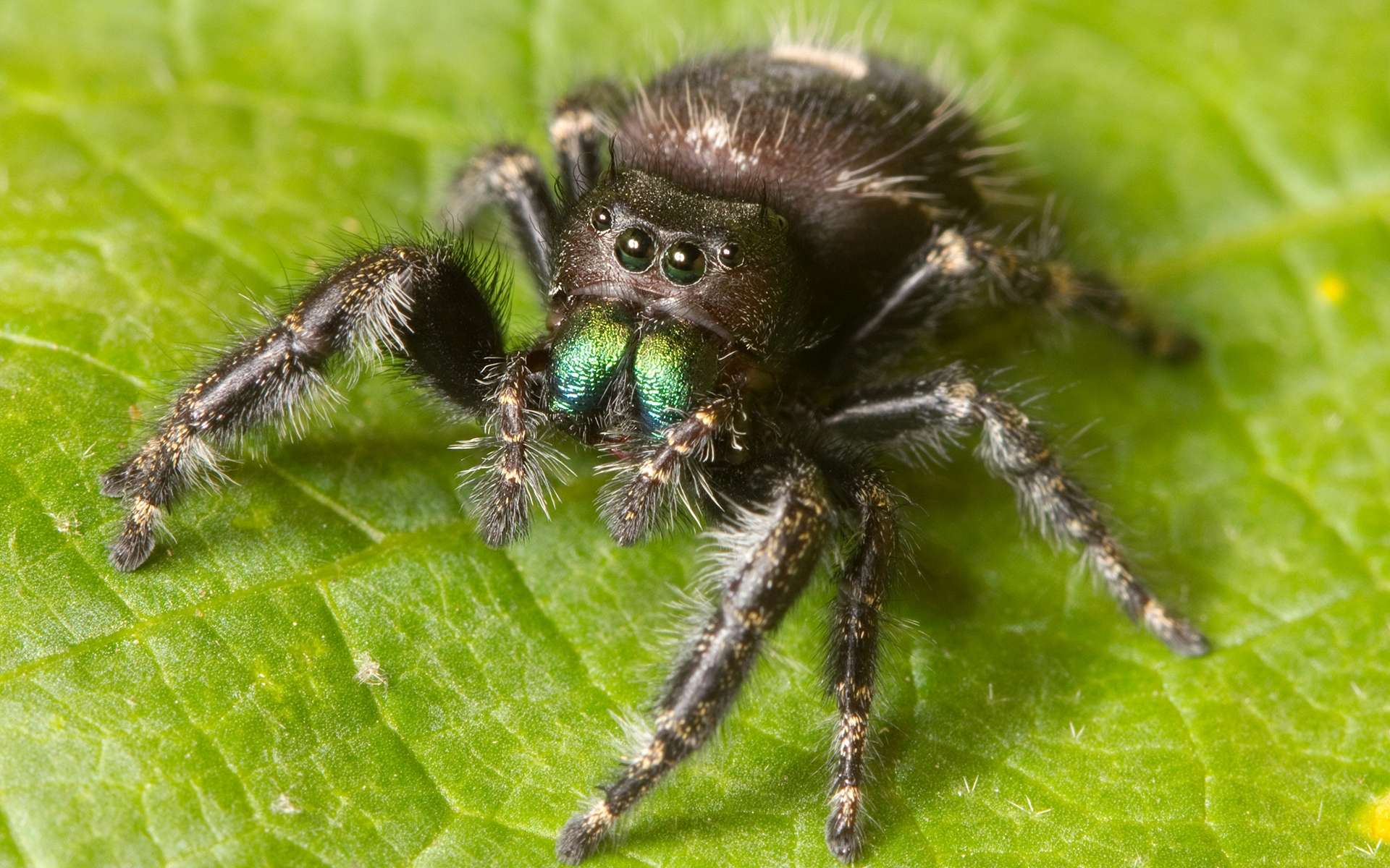 Jumping Spider 1920x1200