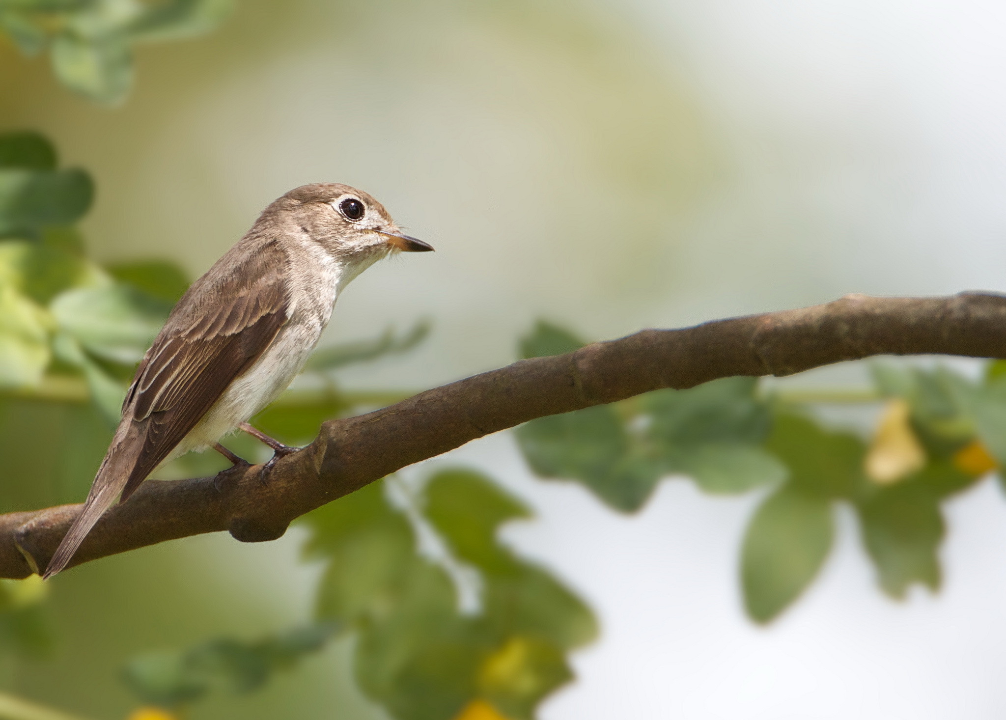Animal Sparrow 2048x1466