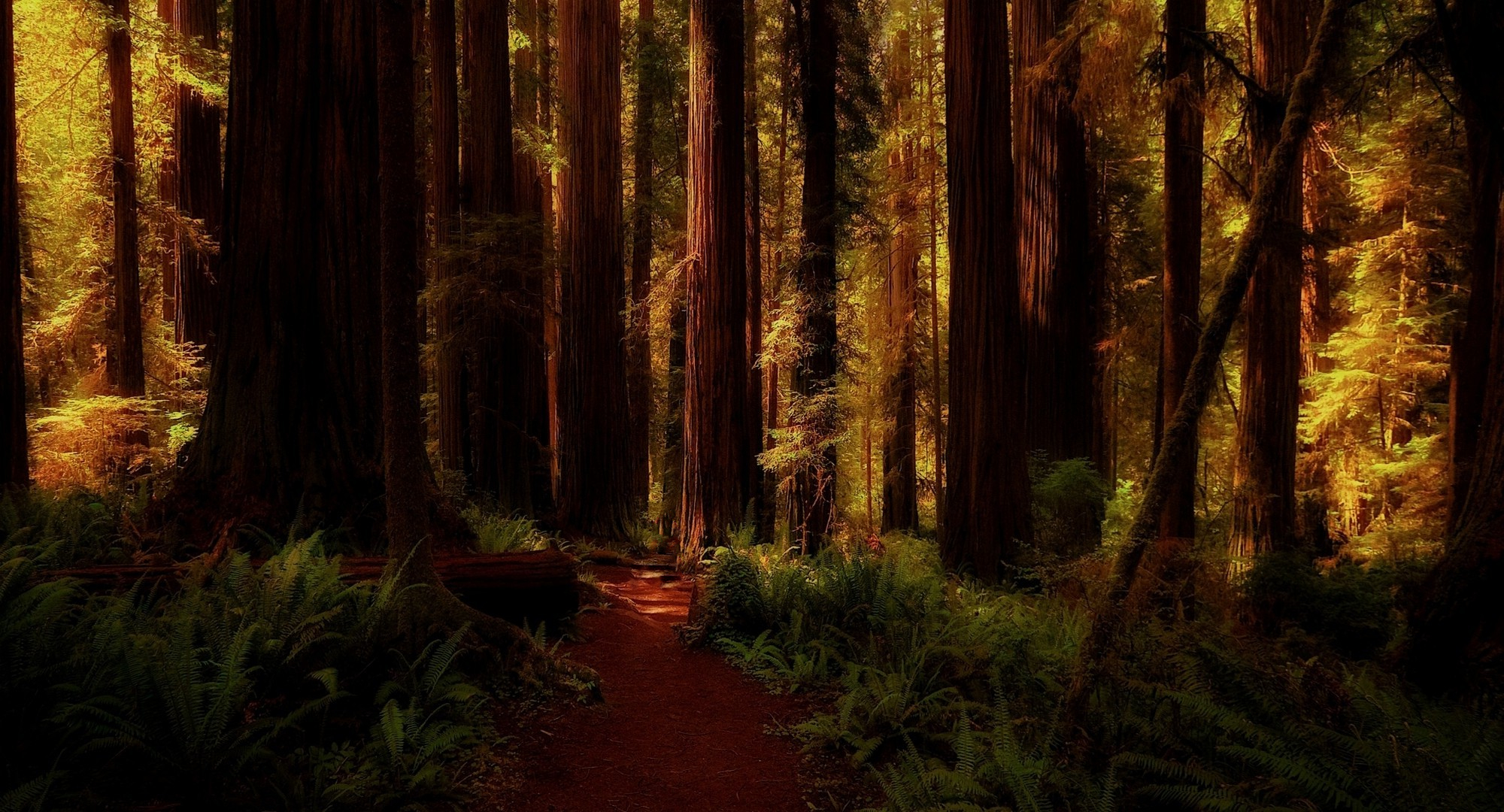Dark Earth Forest Path Redwood Tree 2000x1080