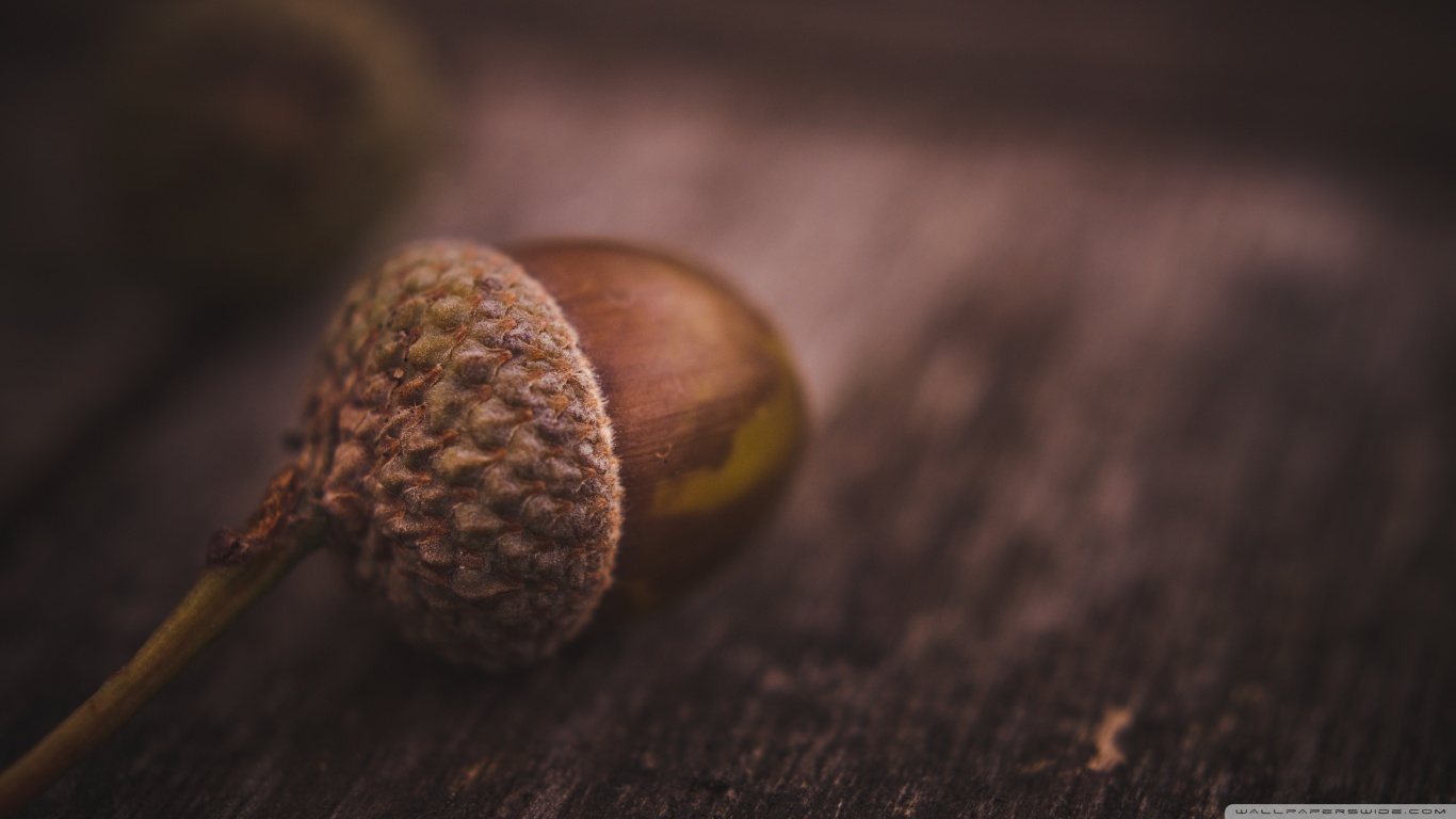 Acorn 1366x768