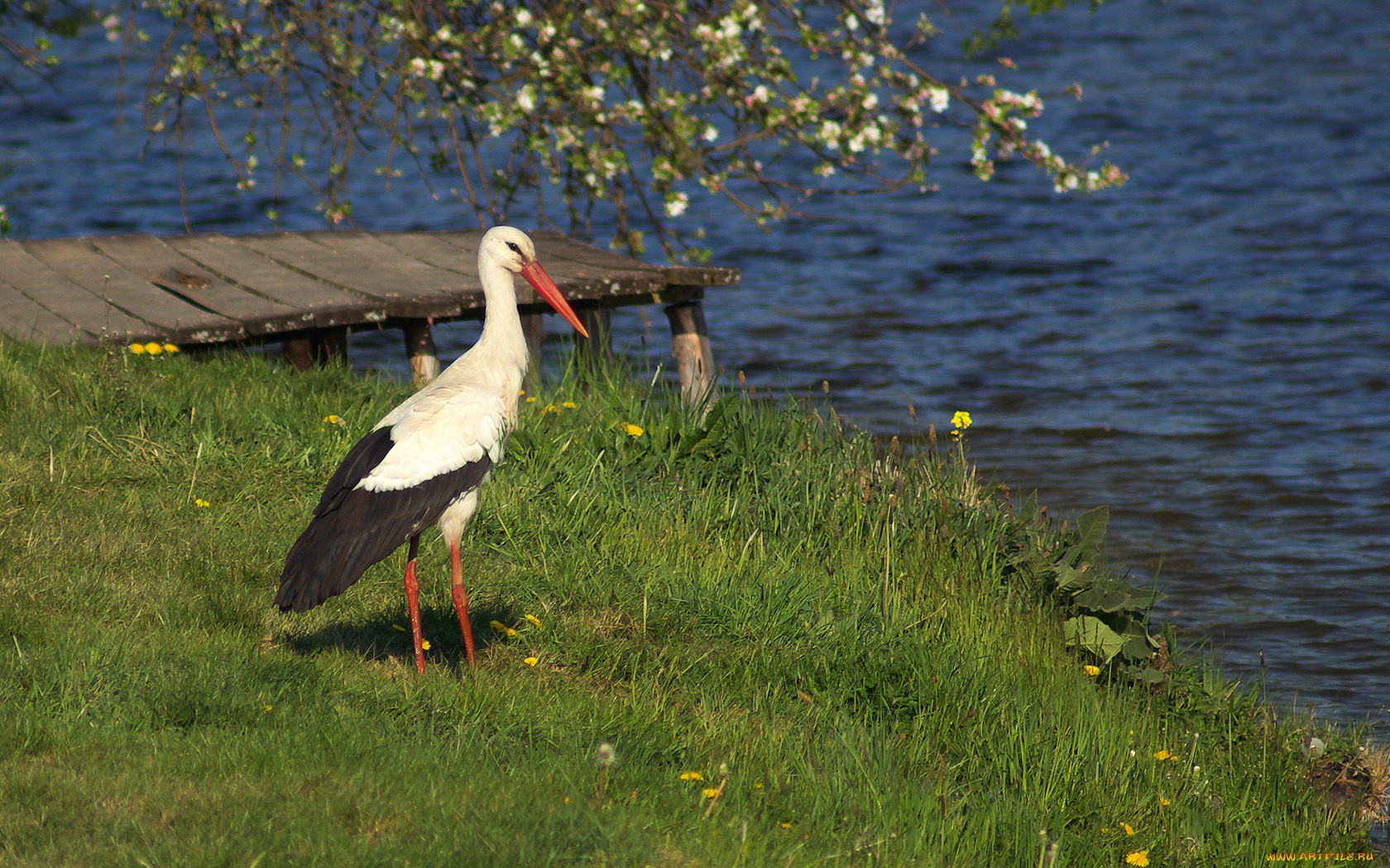 Animal White Stork 1680x1050