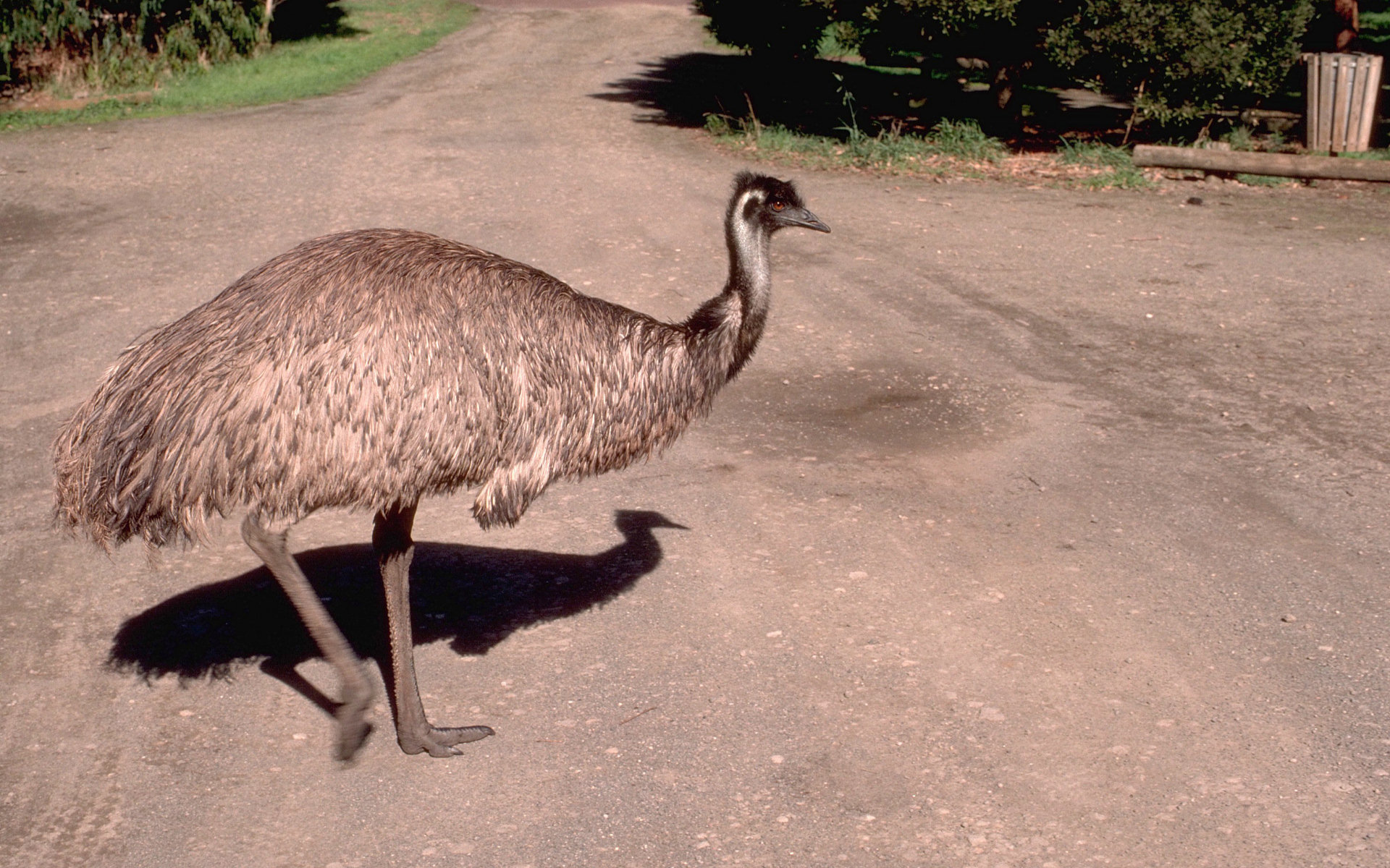 Australian Bird Emu 1920x1200
