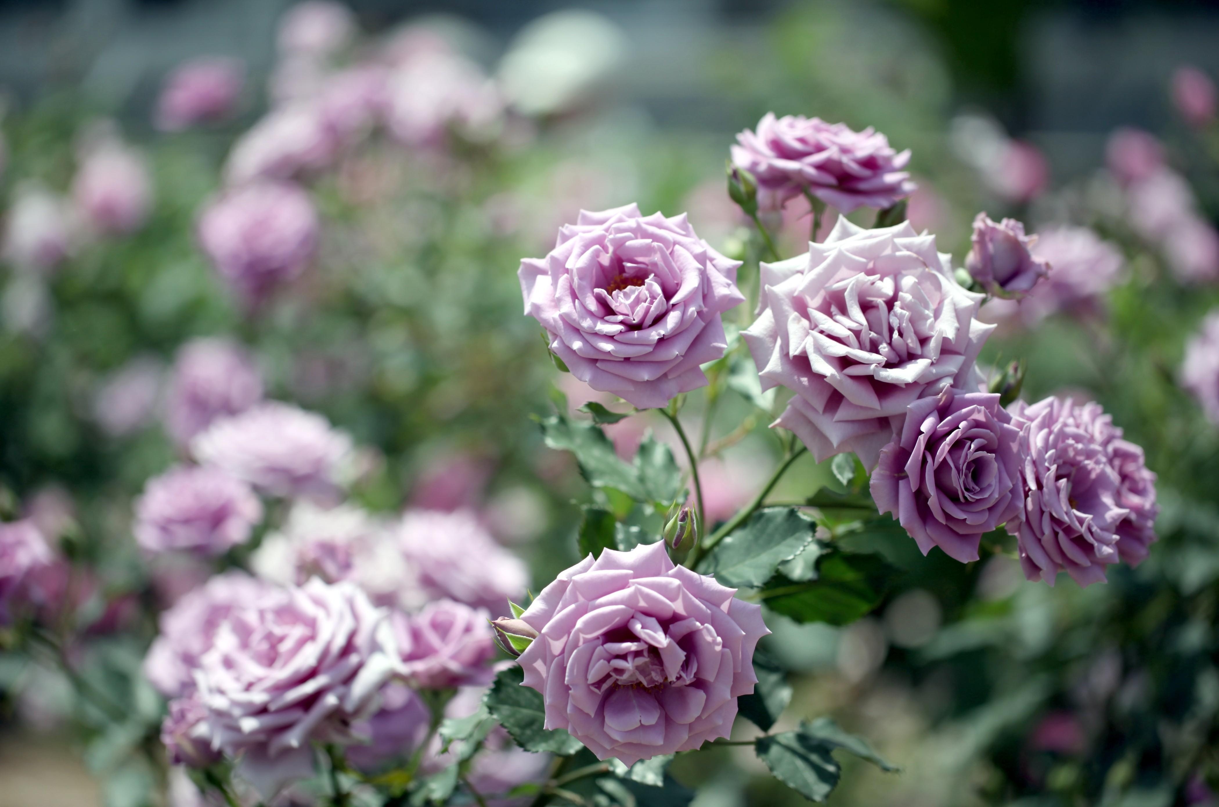 Flower Rose Rose Bush 4200x2780