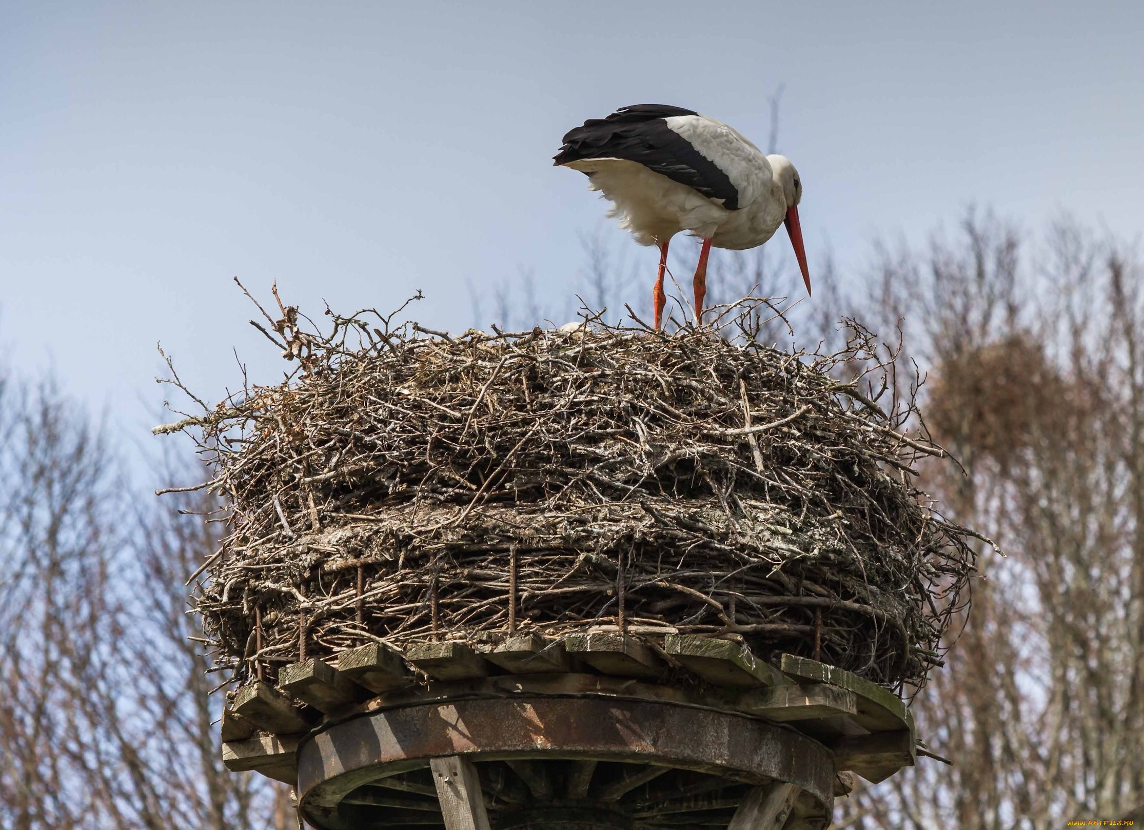 Animal White Stork 2230x1618