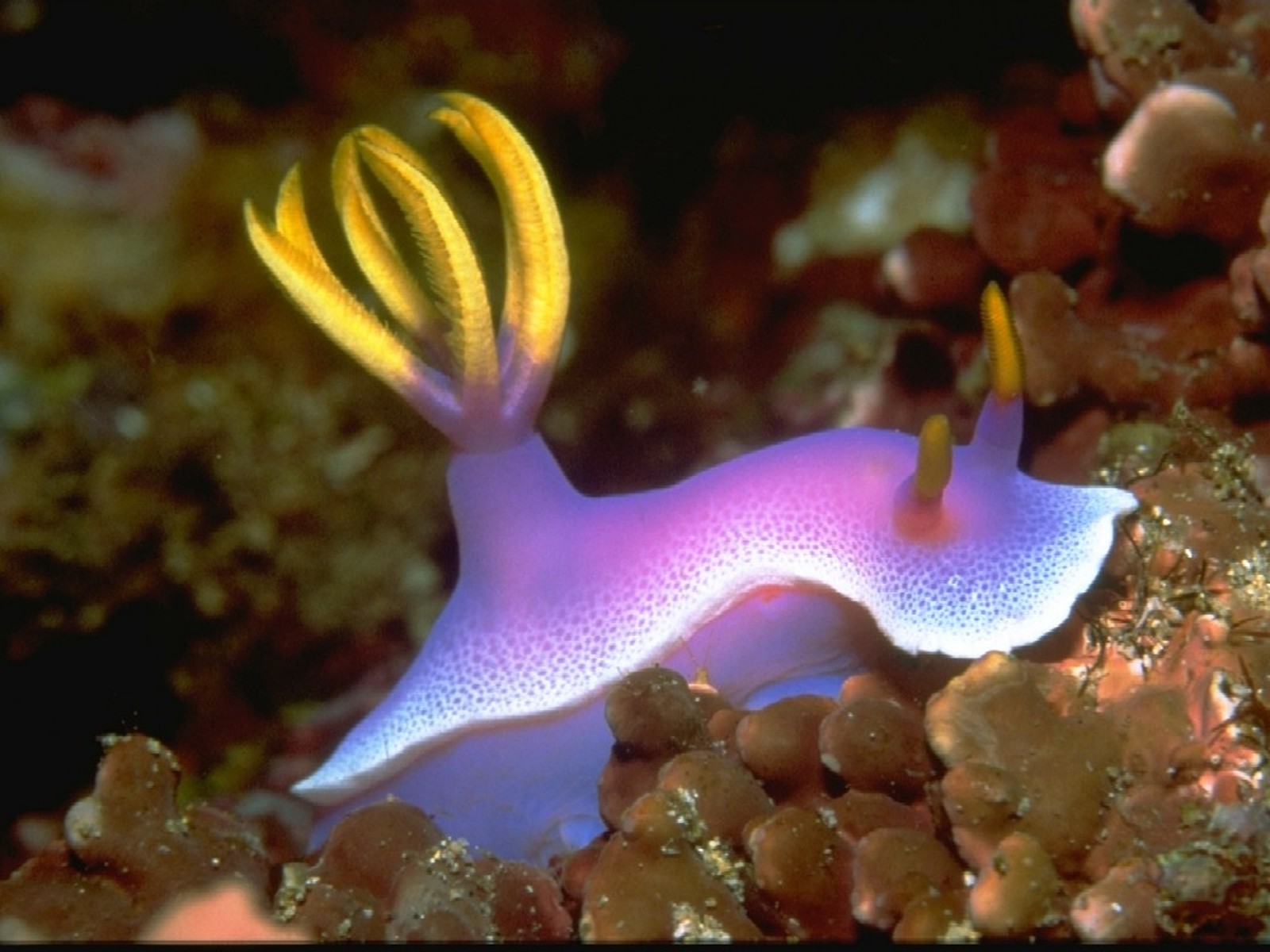 Nudibranch Sea Slug 1600x1200