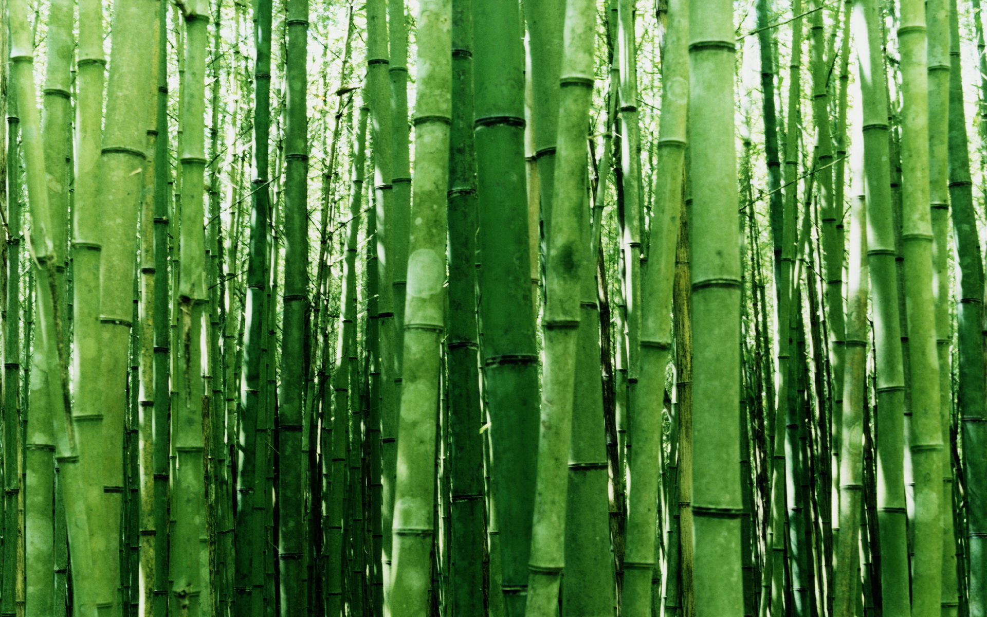 Bamboo Green Nature 1920x1200