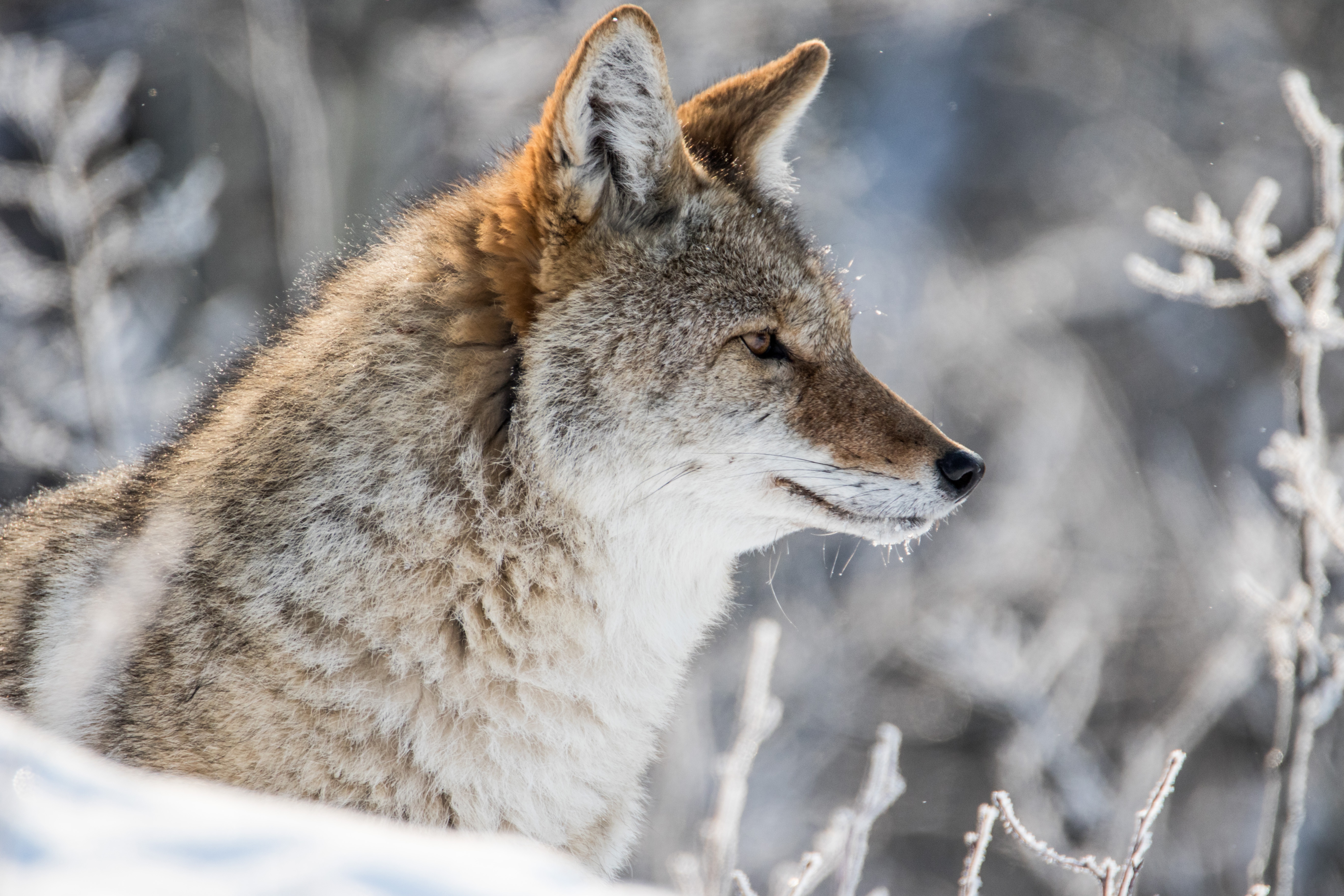 Coyote Wildlife Predator Animal 5472x3648