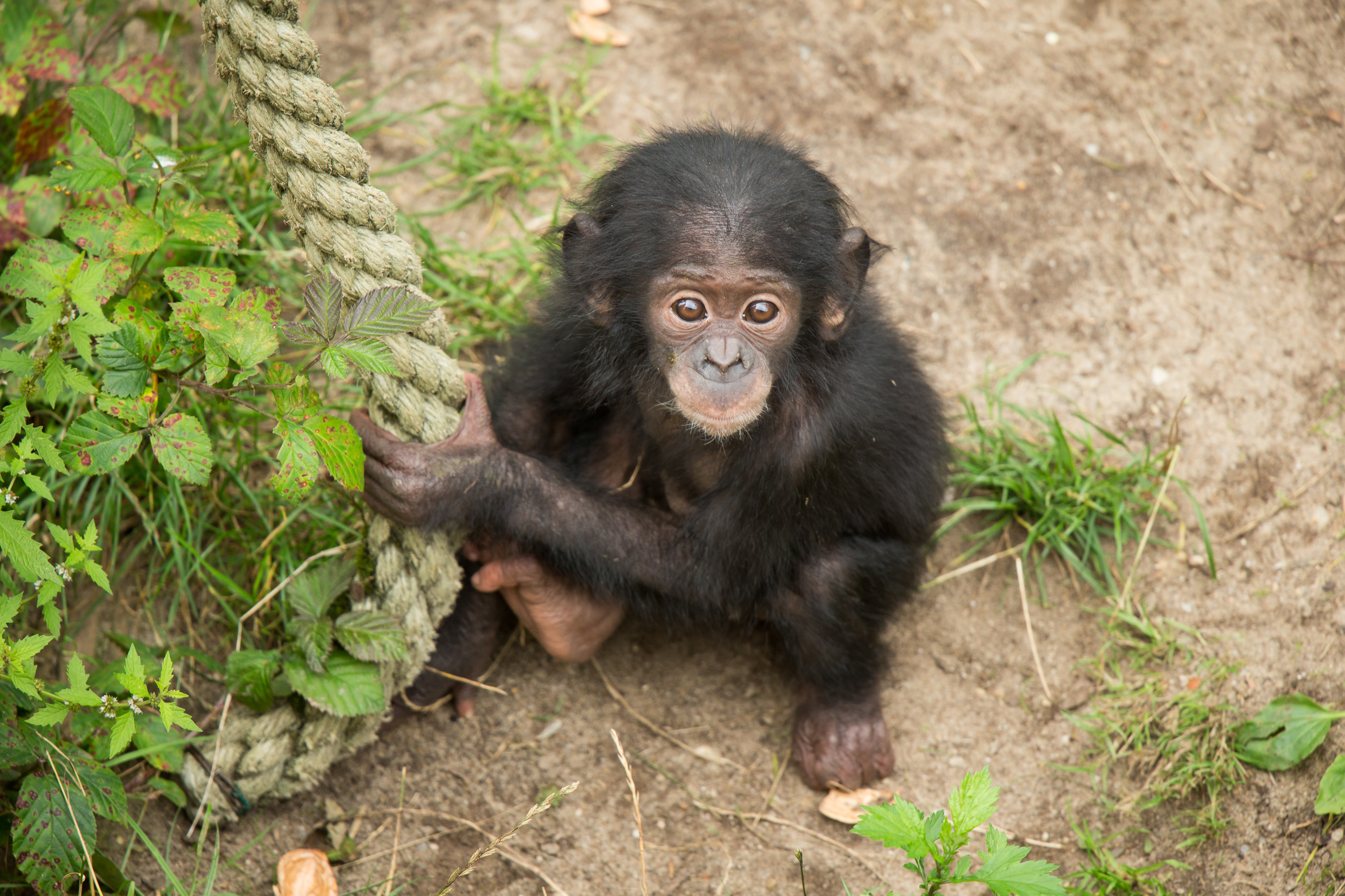 Baby Animal Chimpanzee Monkey 4806x3204