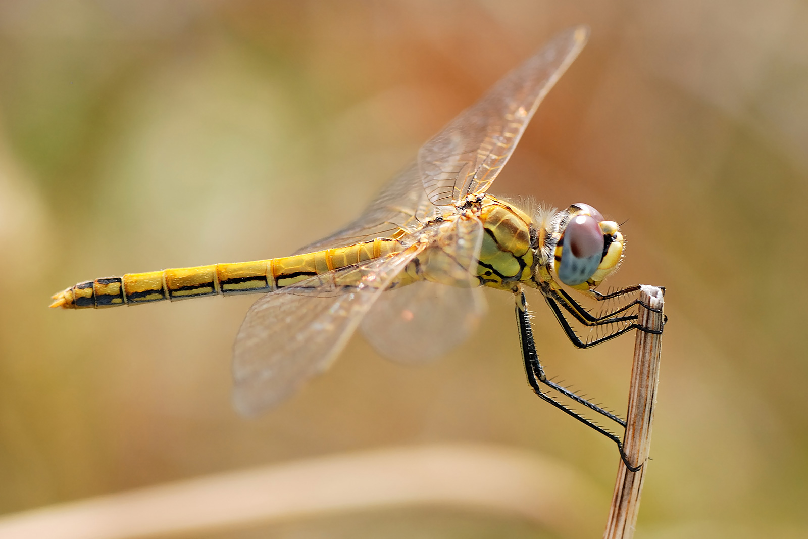 Animal Dragonfly 1600x1067