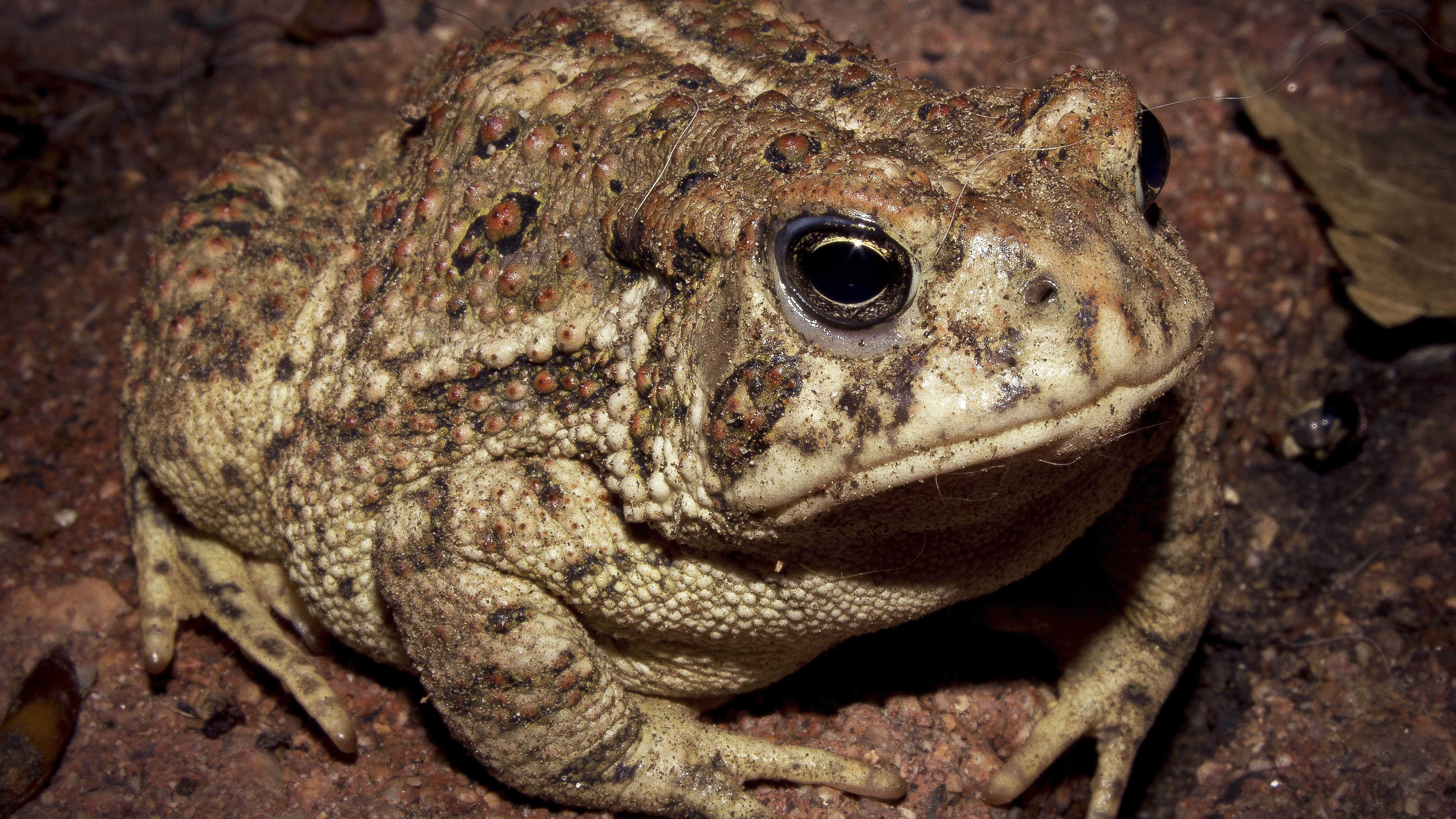 Animal Toad 5200x2925