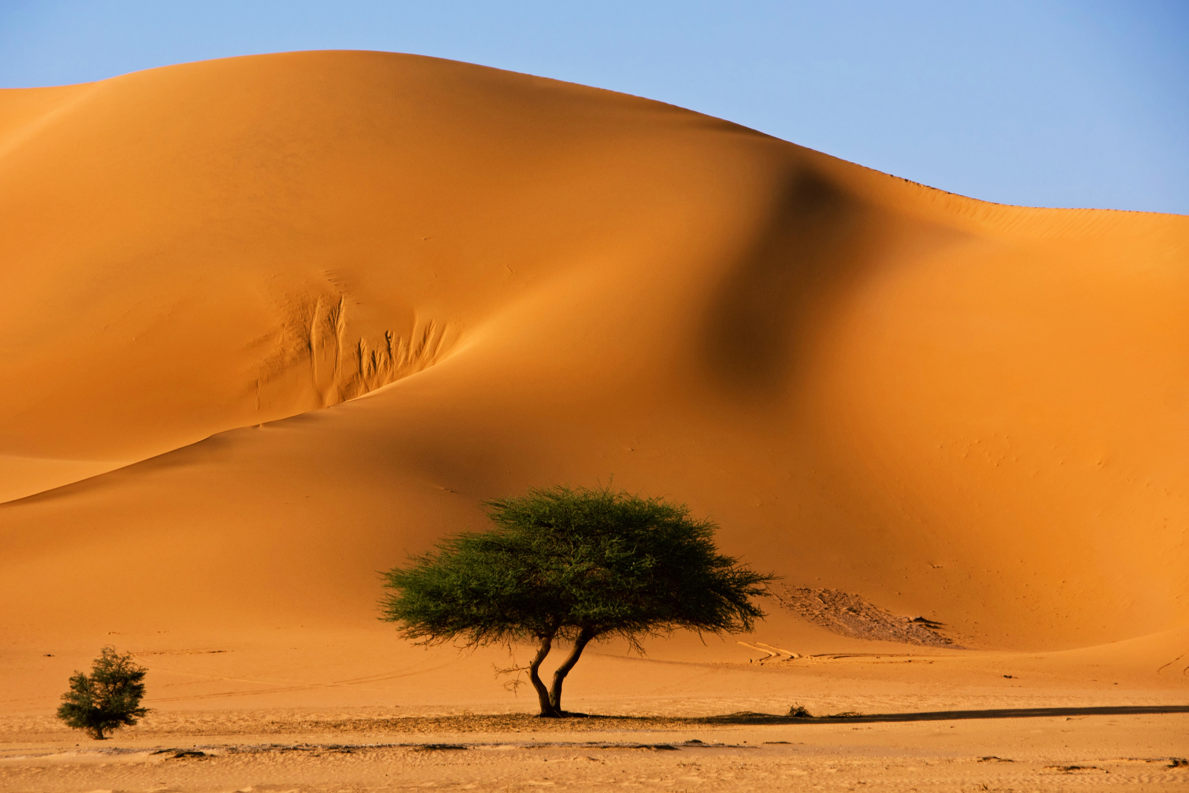 Africa Algeria Desert Dune Landscape Sahara Sand Tassili N 039 Ajjer Tree 3982x2655
