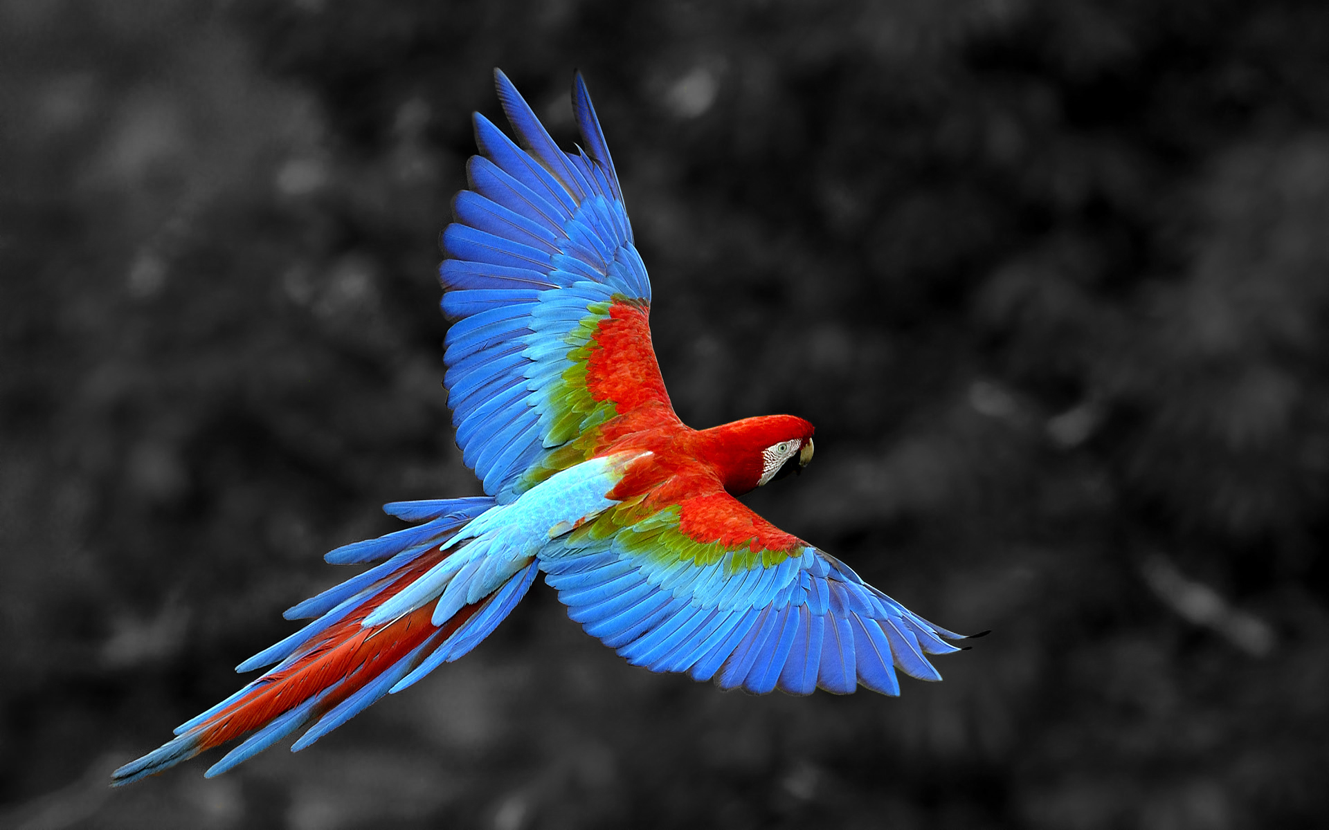 Animal Red And Green Macaw 1920x1200