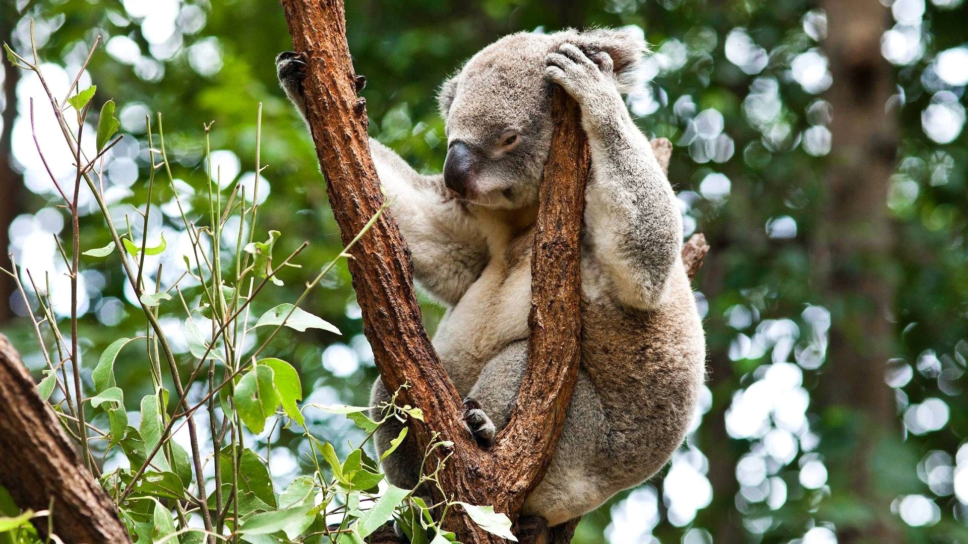 Animal Koala 1920x1080