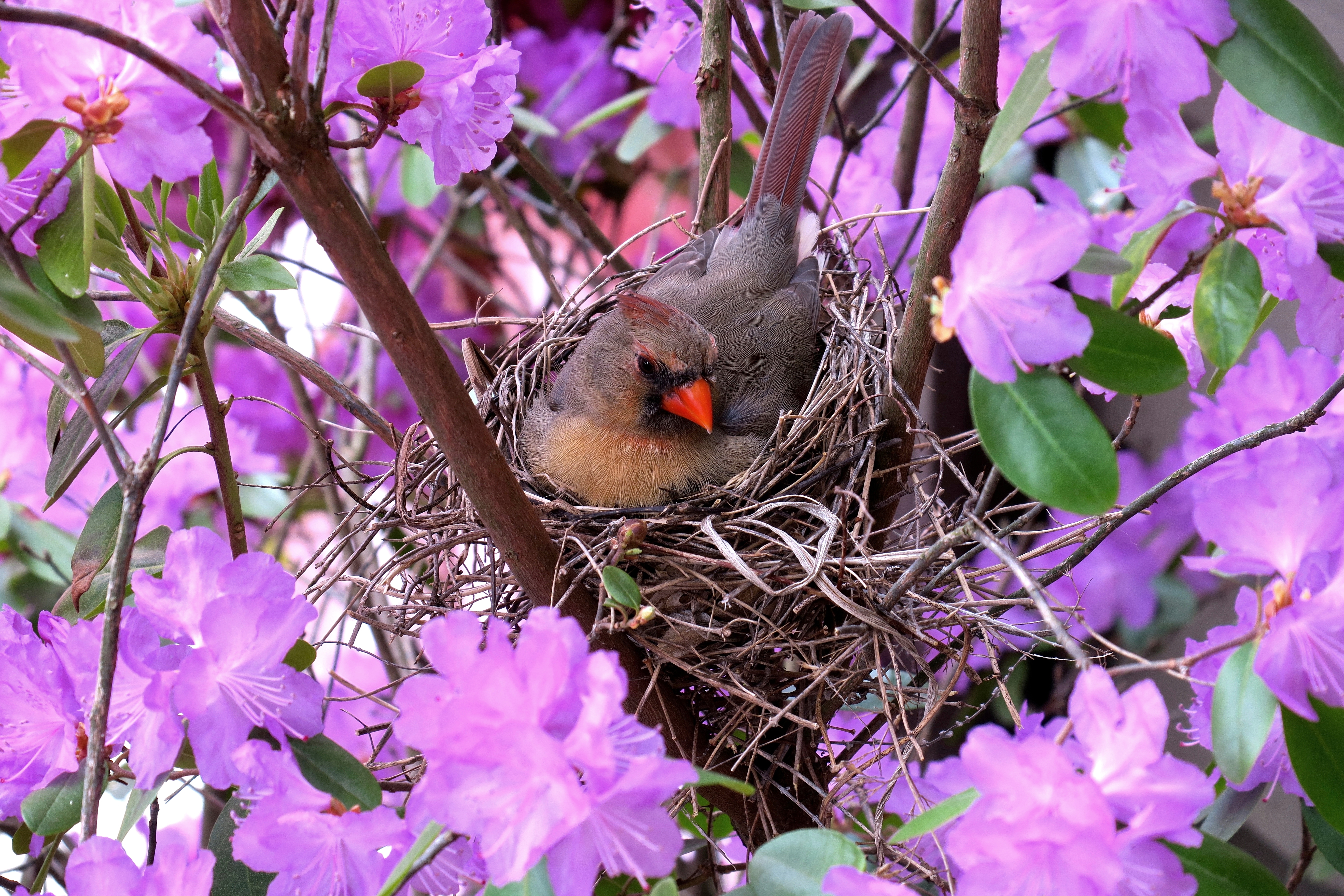 Cardinal Flower Nest Purple Flower 5472x3648