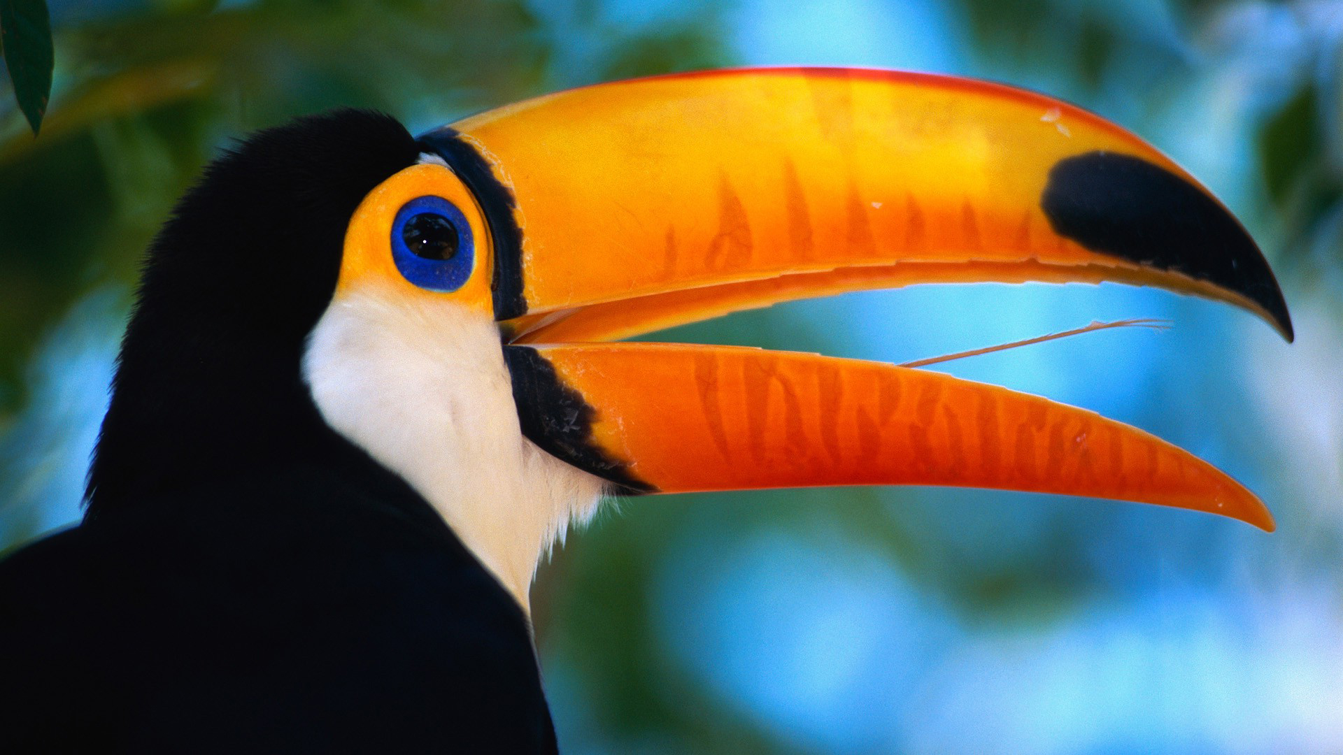 Animal Toco Toucan 1920x1080