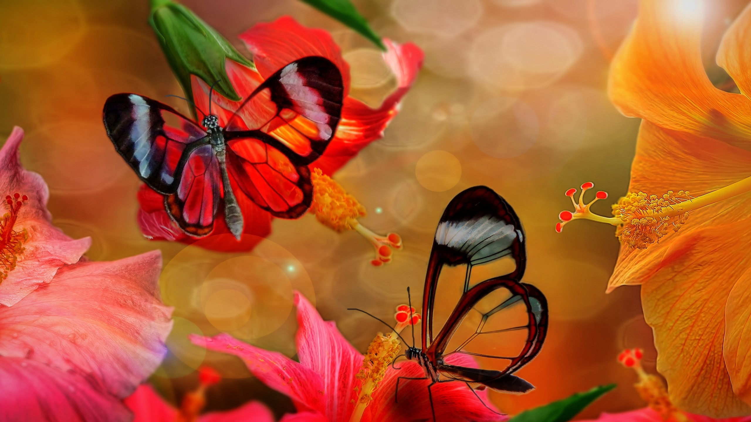 Butterfly Colorful Flower Hibiscus 2560x1440